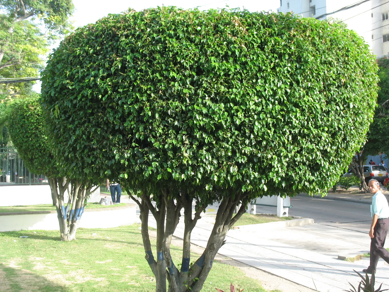 Grecian Laurel (Laurus Nobilis) — it thrives in full sun to partial shade in well-drained soils; reaching up to 18-30 feet tall and 12-20 feet wide, image 70
