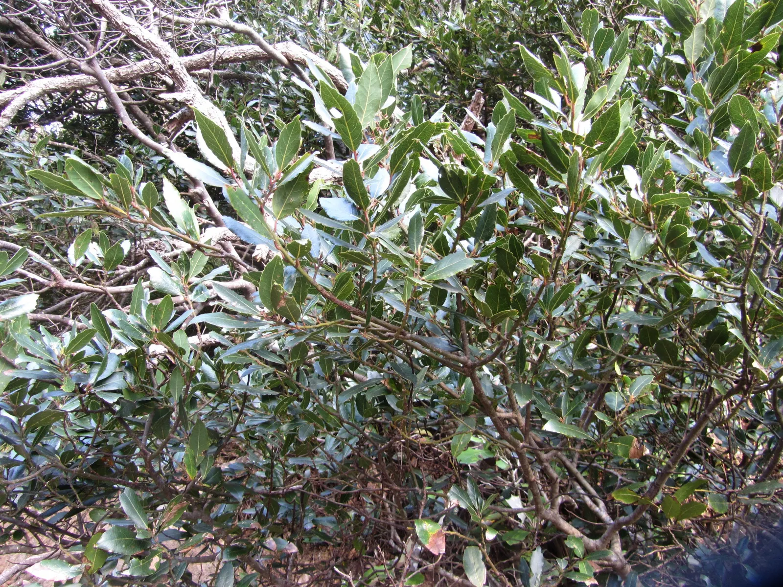 Grecian Laurel (Laurus Nobilis) — shrub / tree for full or half; creating a focal point or a stately hedge that clients will appreciate for both, image 88