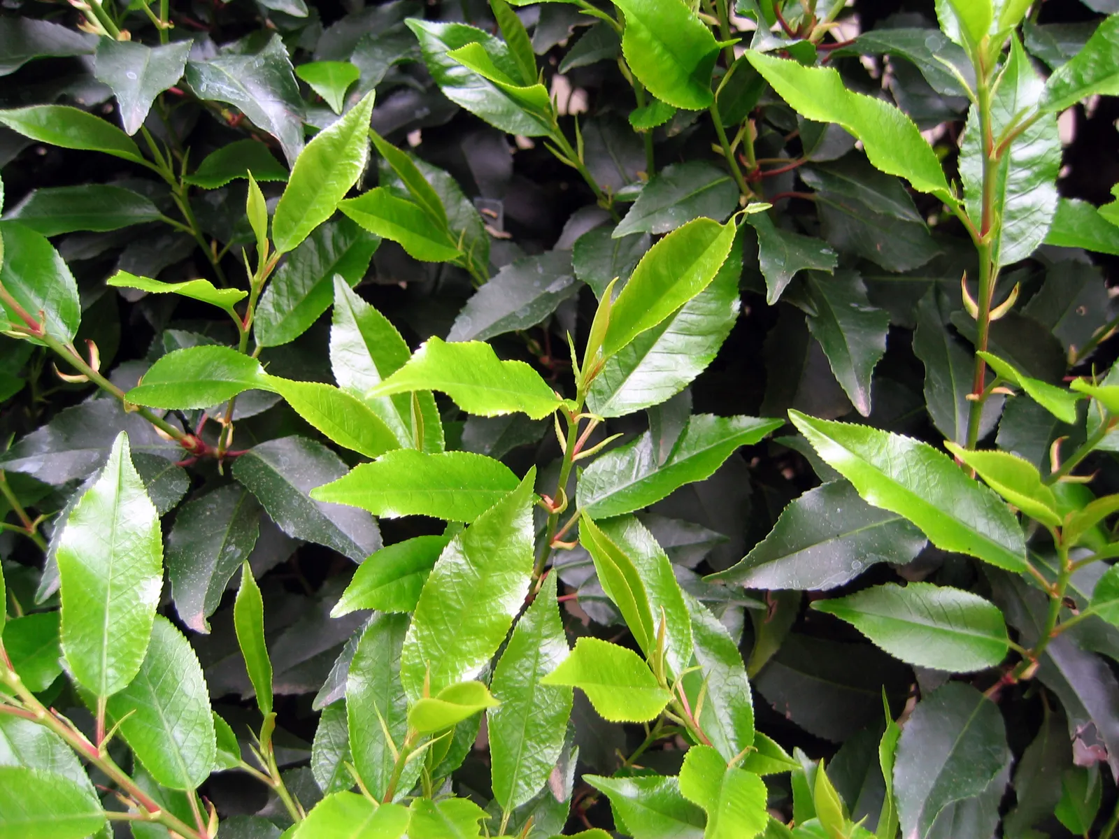 Grecian Laurel (Laurus Nobilis) — creating a focal point or a stately hedge that clients will appreciate for both its beauty and utility; yellow, image 63