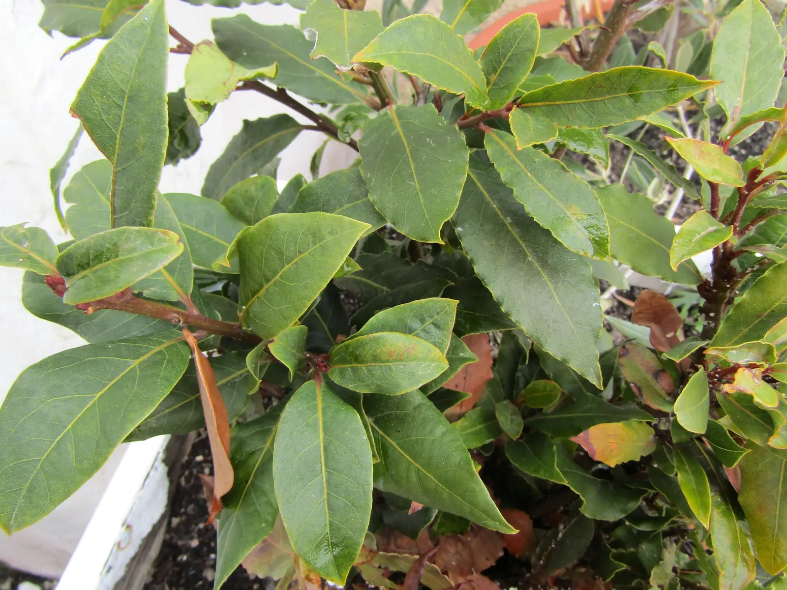 Grecian Laurel (Laurus Nobilis) — symbolizes victory and achievement; small yellow flowers bloom in spring, followed by purplish-black berries if pollinated
