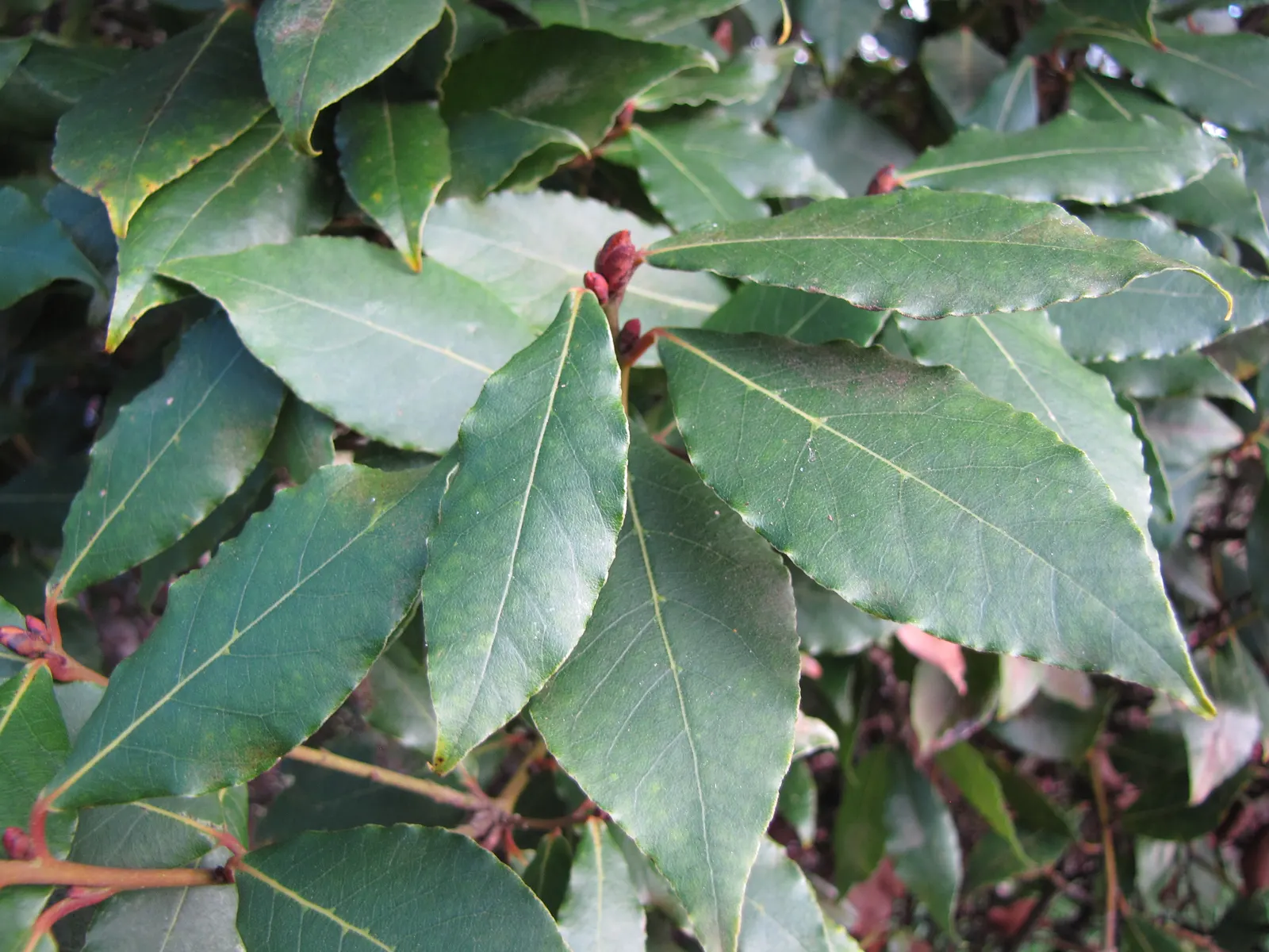 Grecian Laurel (Laurus Nobilis) — showcasing its warmth preference; commonly known as the Grecian Laurel or Sweet Bay, image 58