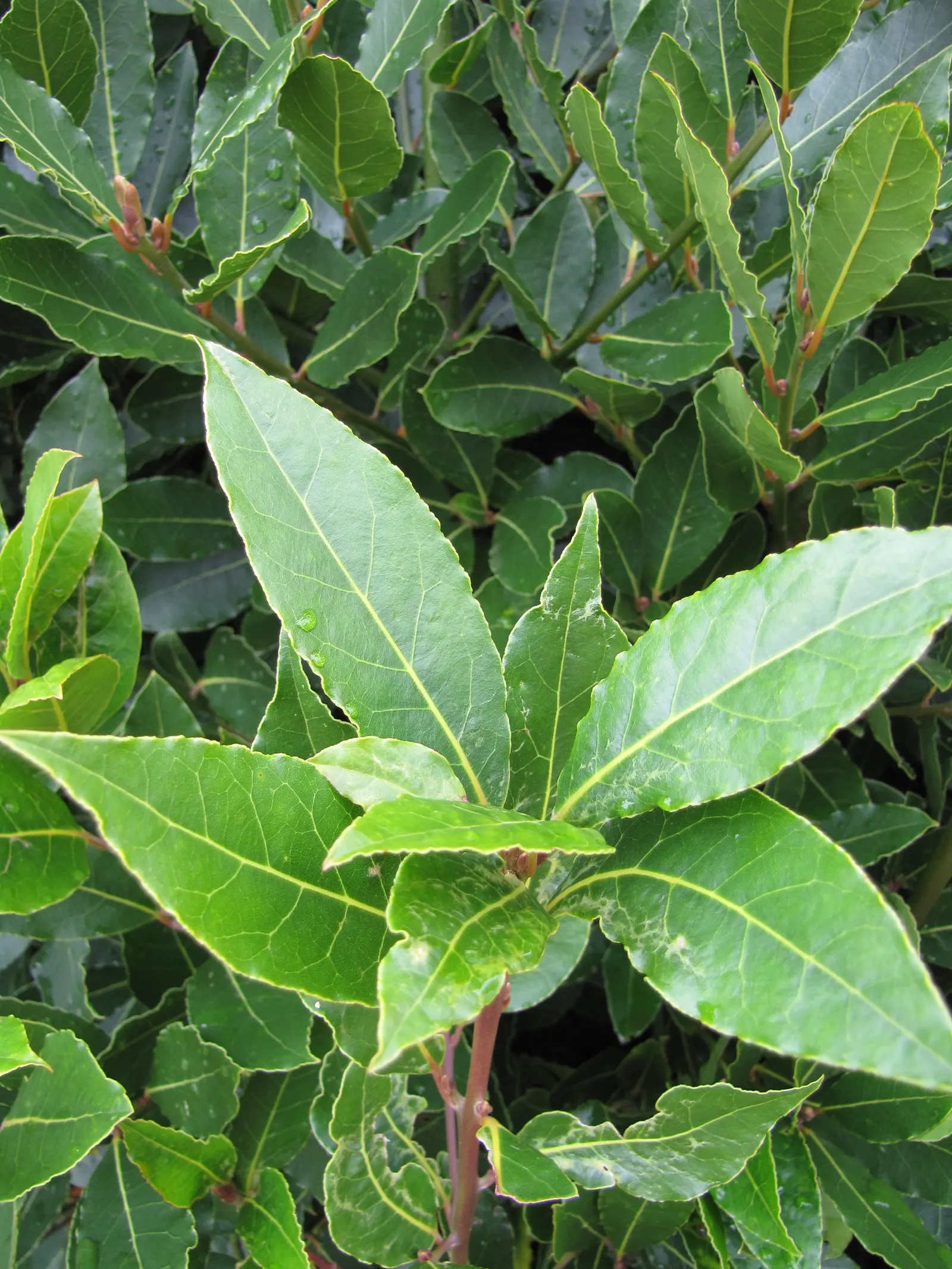 Grecian Laurel (Laurus Nobilis) — Reaching up to 18-30 feet tall and 12-20 feet wide
