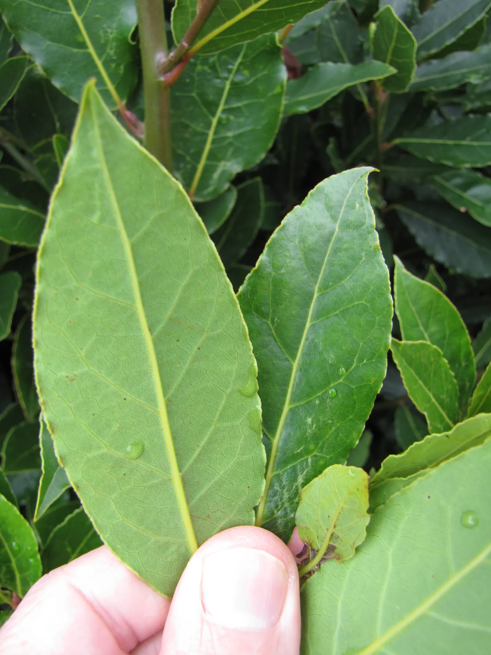 Grecian Laurel (Laurus Nobilis) — commonly utilized in culinary arts