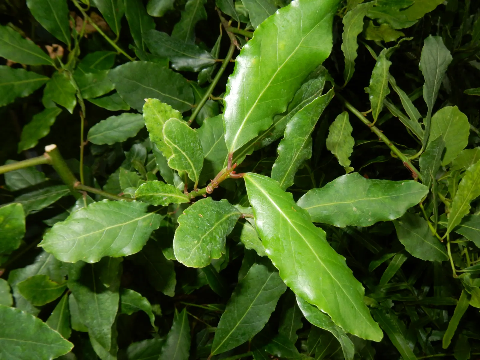 Grecian Laurel (Laurus Nobilis) — Hardiness zones for this laurel range from 8 to 10; shrub / tree for full or half, image 79