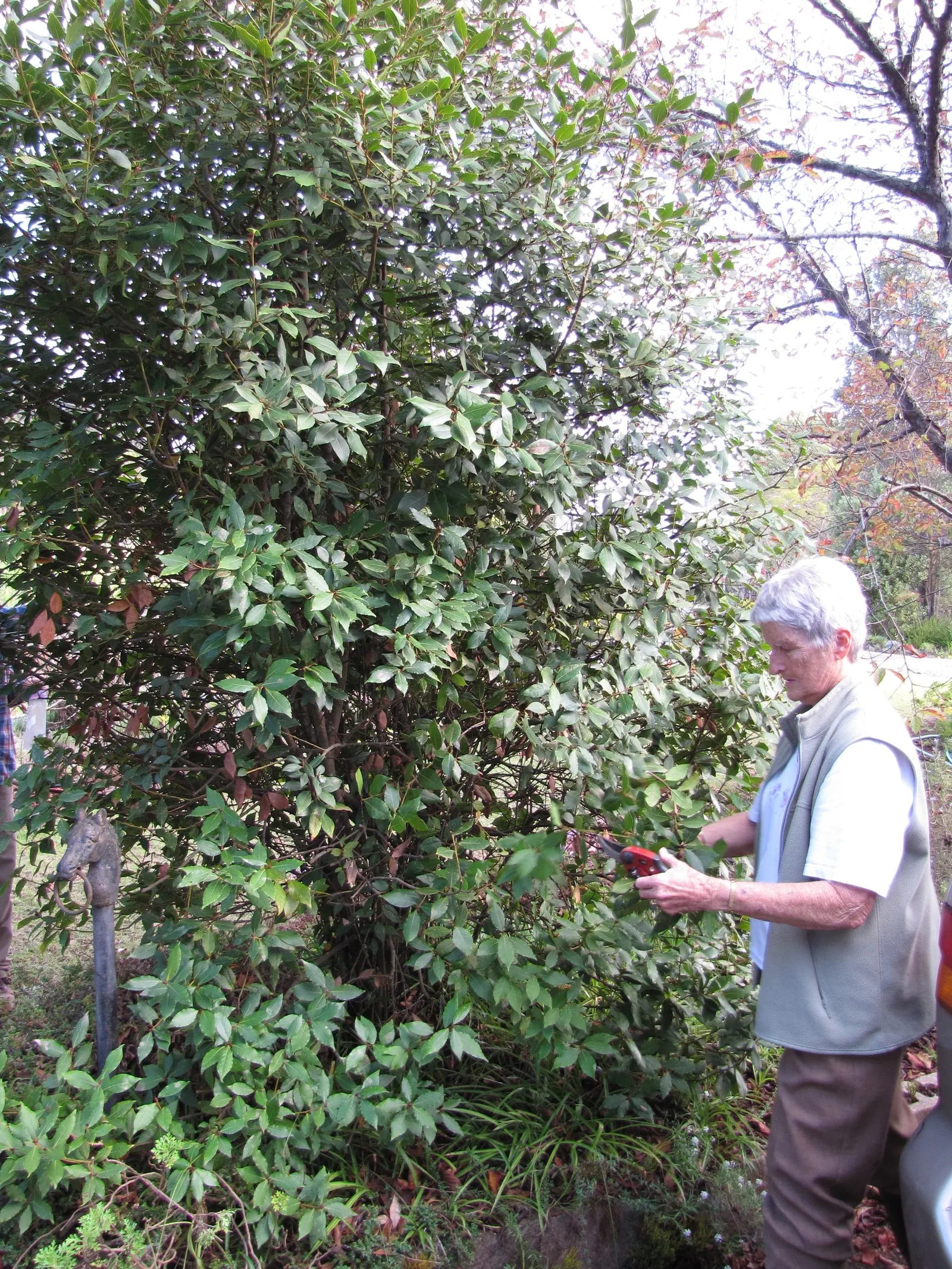Grecian Laurel (Laurus Nobilis) — Its slow to moderate growth rate allows for a manageable pruning schedule; shrub / tree with yellow blooms