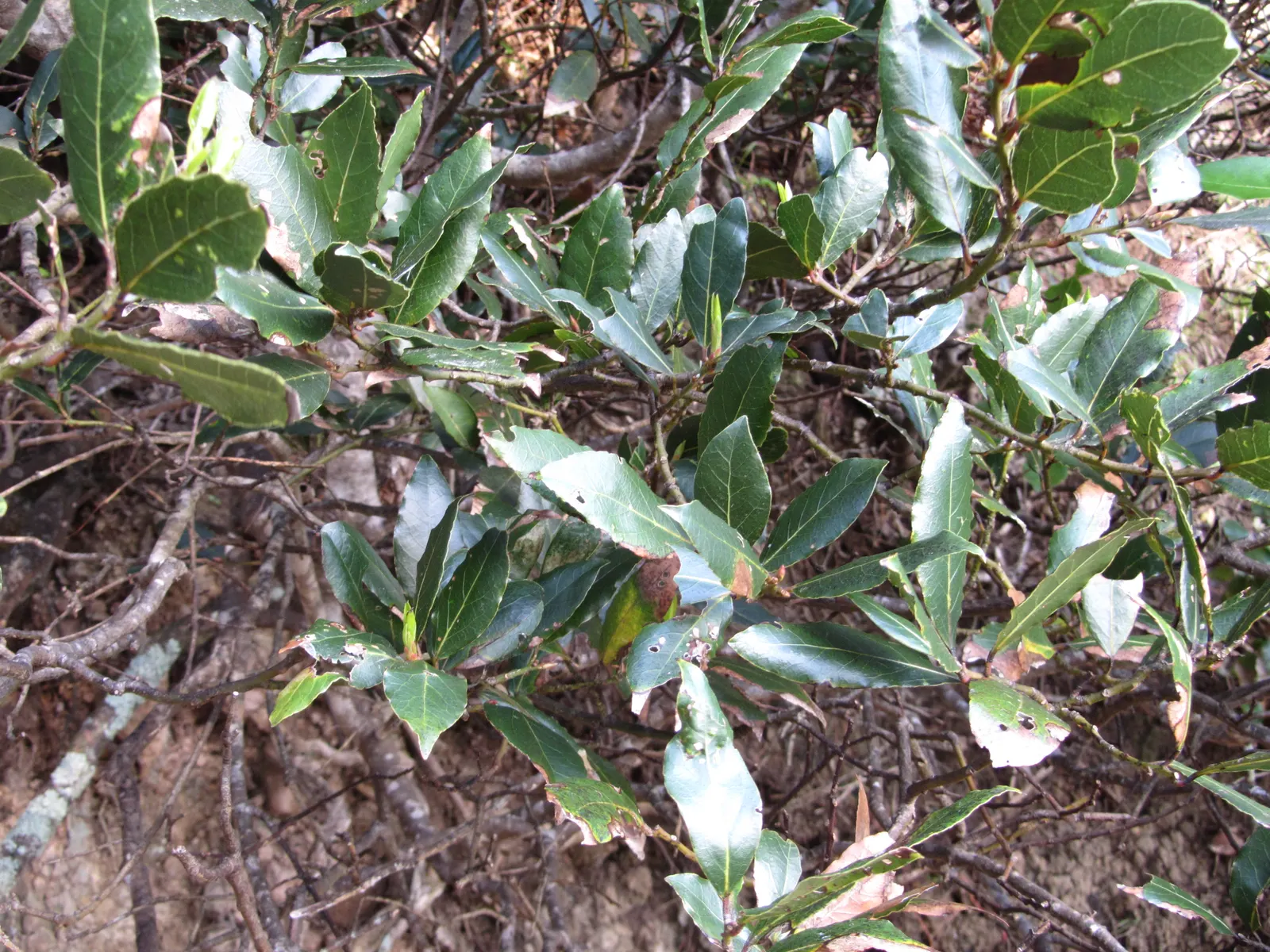 Grecian Laurel (Laurus Nobilis) — Small yellow flowers bloom in spring, followed by purplish-black berries if pollinated