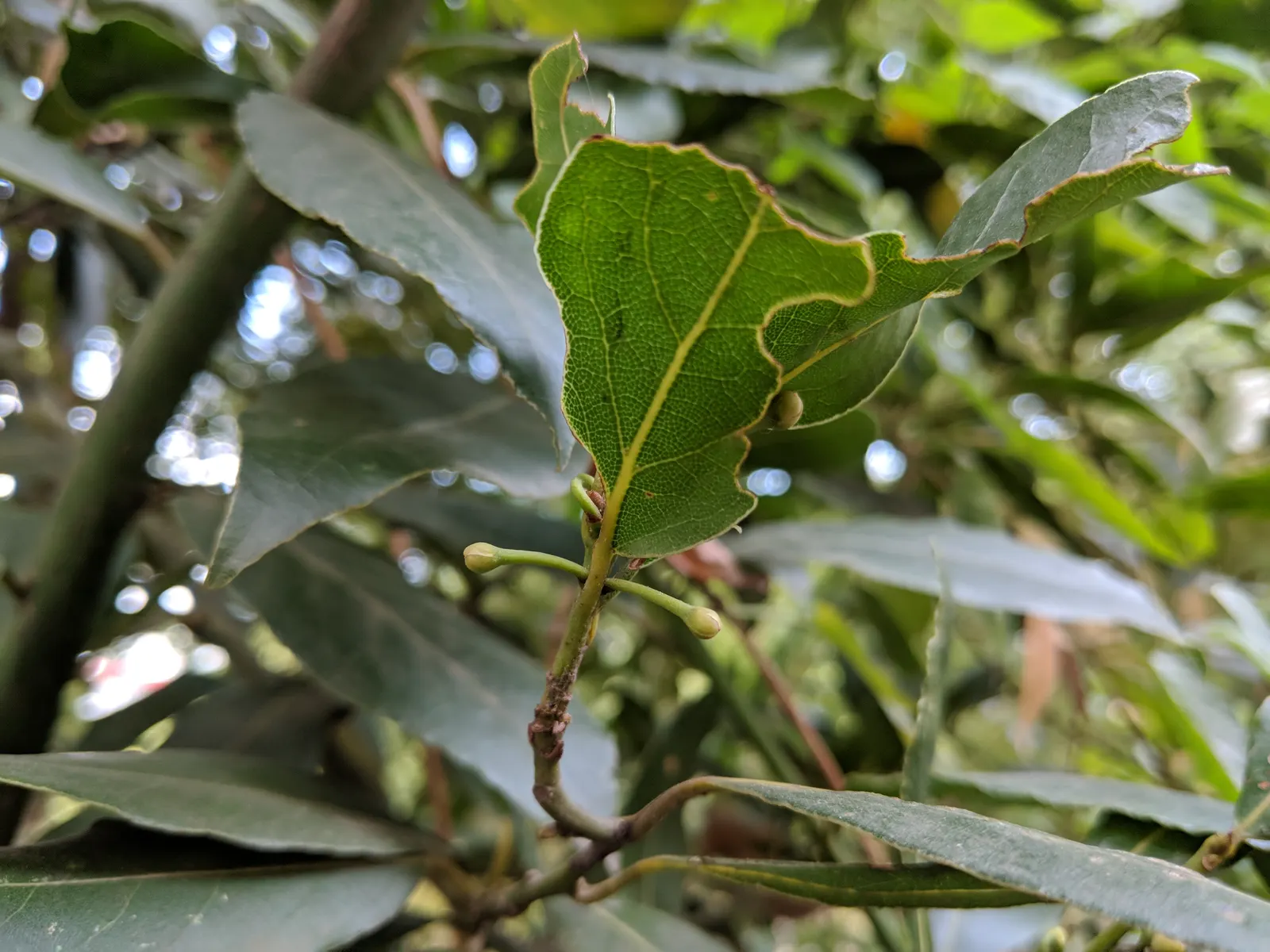Grecian Laurel (Laurus Nobilis) — creating a focal point or a stately hedge that clients will appreciate for both its beauty and utility; yellow, image 85