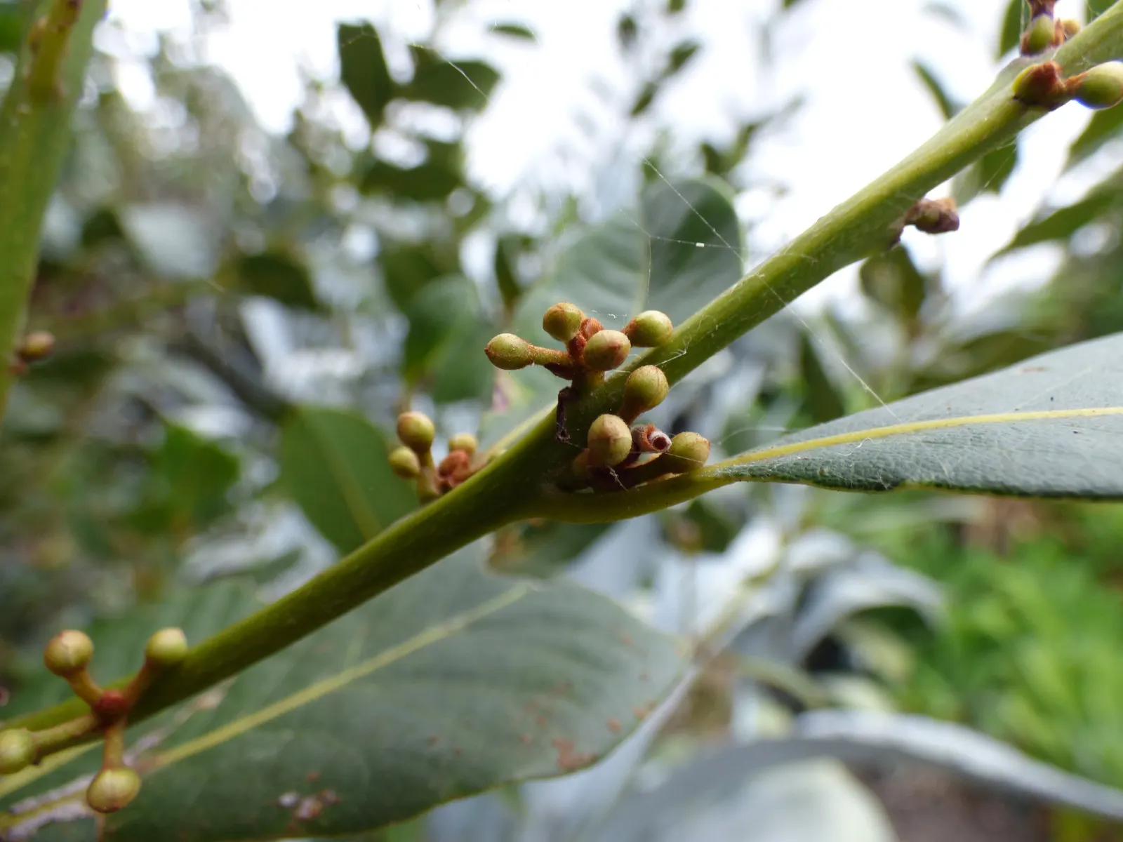 Grecian Laurel (Laurus Nobilis) — with a spread of 5 to 20 feet