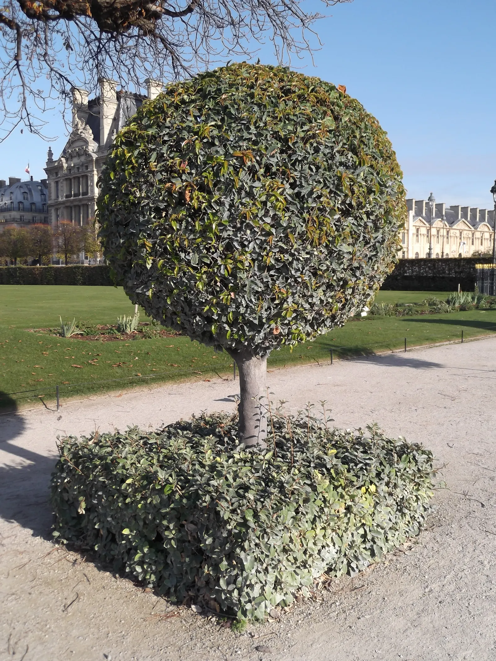 Grecian Laurel (Laurus Nobilis) — showcasing its warmth preference; commonly known as the Grecian Laurel or Sweet Bay