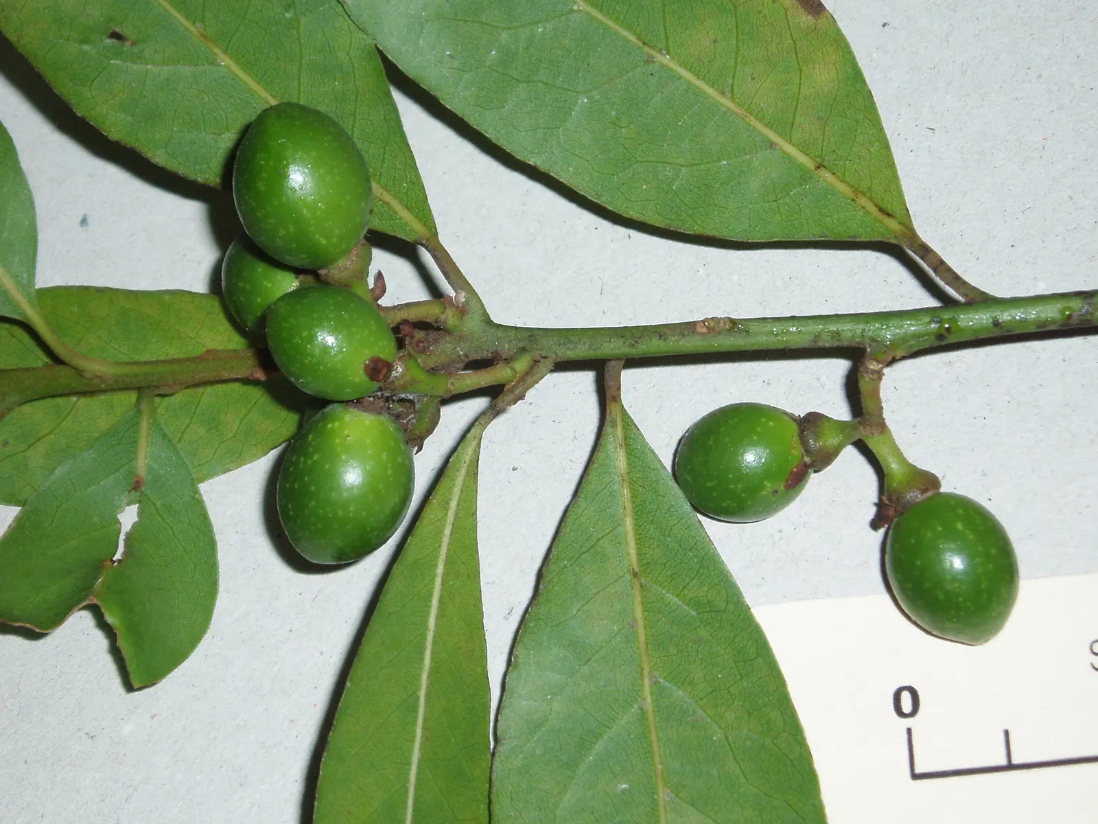 Grecian Laurel (Laurus Nobilis) — with a spread of 5 to 20 feet; is an evergreen shrub with aromatic