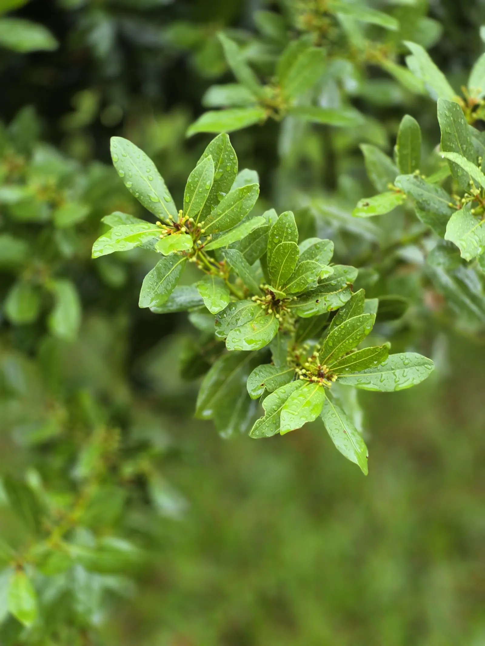 Grecian Laurel (Laurus Nobilis) — it thrives in full sun to partial shade in well-drained soils; reaching up to 18-30 feet tall and 12-20 feet wide