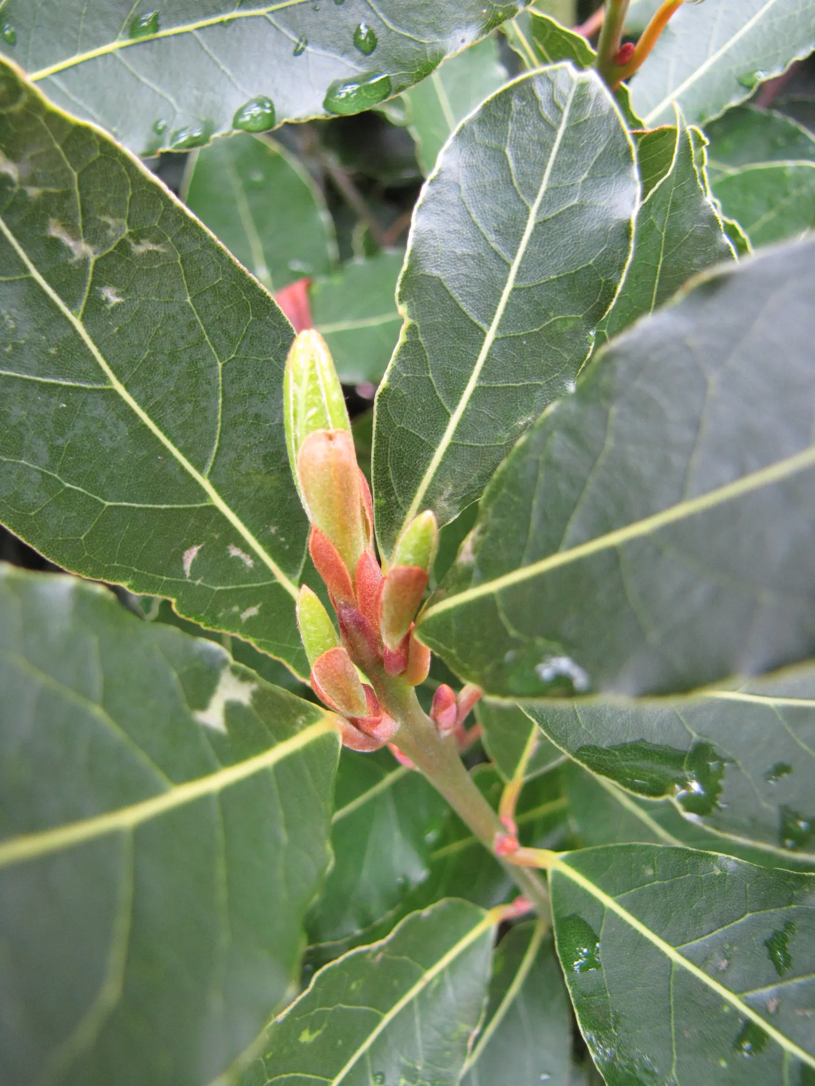 Grecian Laurel (Laurus Nobilis) — Hardy in USDA zones 8-10, it can be trained as a topiary or used in hedges; with a spread of 5 to 20 feet, image 49