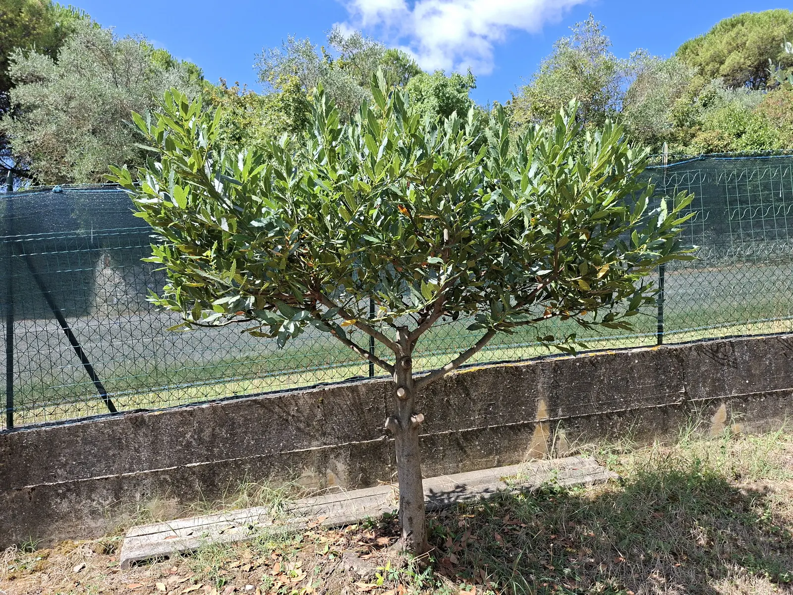 Grecian Laurel (Laurus Nobilis) — Hardy in USDA zones 8-10, it can be trained as a topiary or used in hedges; with a spread of 5 to 20 feet
