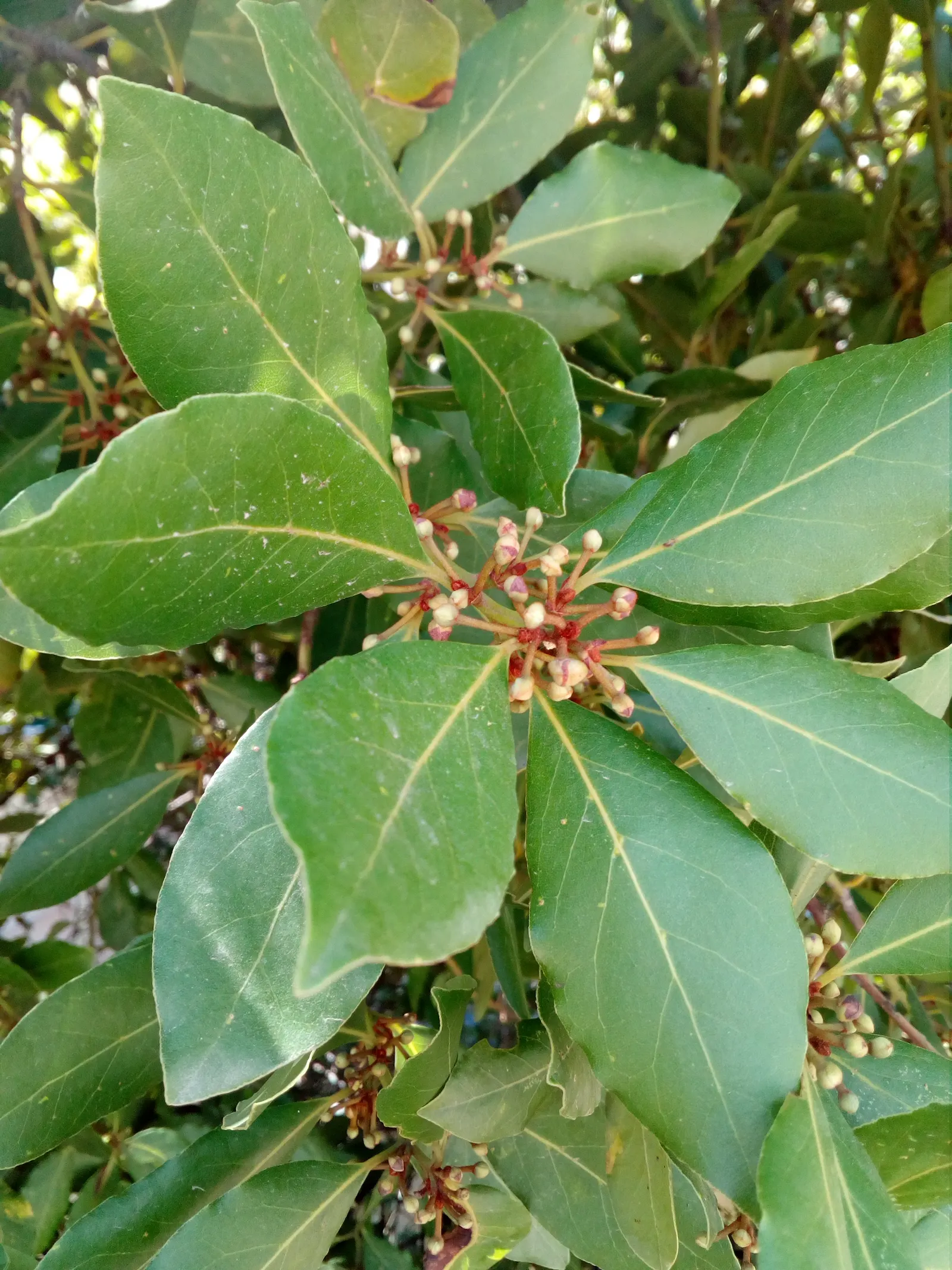 Grecian Laurel (Laurus Nobilis) — Its slow to moderate growth rate allows for a manageable pruning schedule; shrub / tree with yellow blooms, image 60