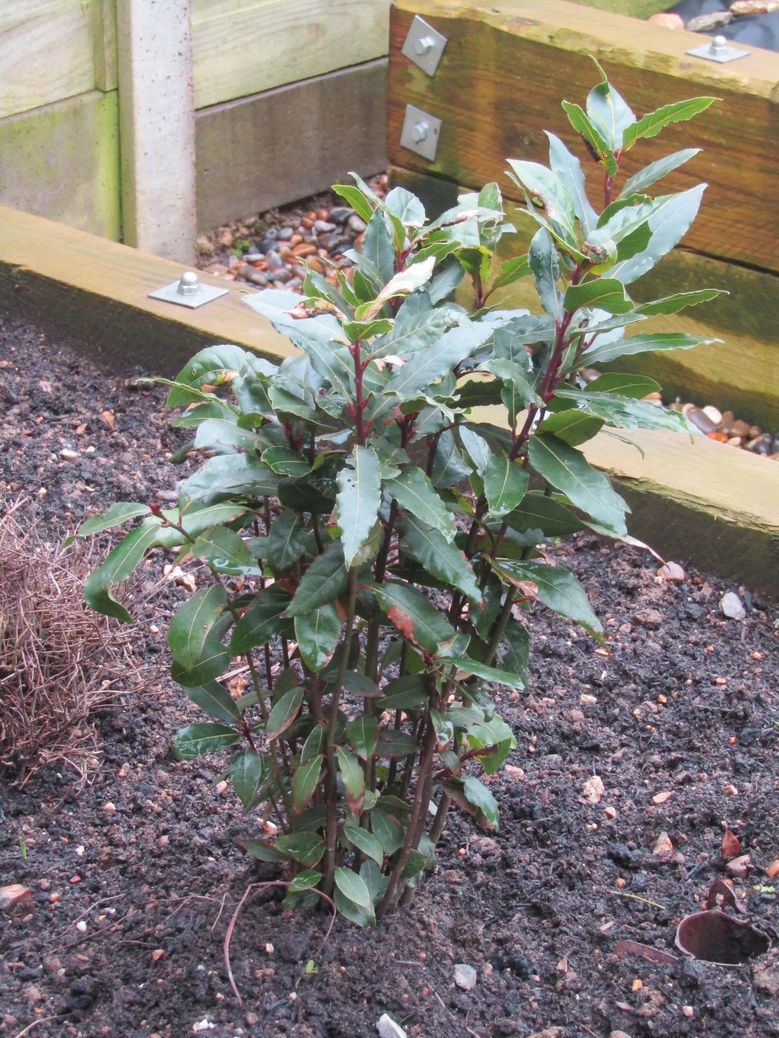 Grecian Laurel (Laurus Nobilis) — and provides year-round greenery; hardiness zones for this laurel range from 8 to 10, image 84