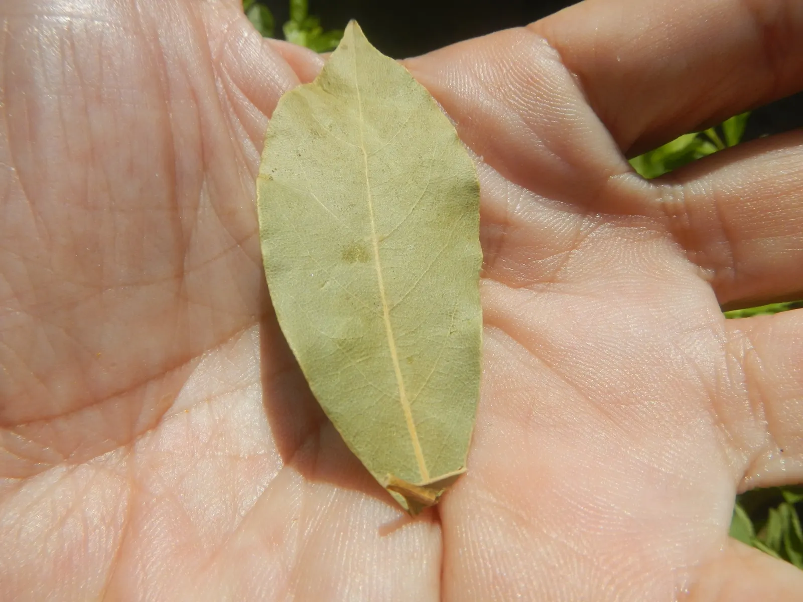 Grecian Laurel (Laurus Nobilis) — commonly known as the Grecian Laurel or Sweet Bay; commonly utilized in culinary arts