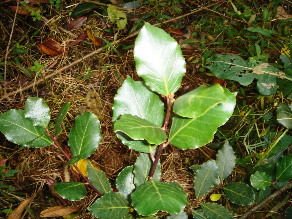 Grecian Laurel (Laurus Nobilis) — Small yellow flowers bloom in spring, followed by purplish-black berries if pollinated; symbolizes victory and, image 50