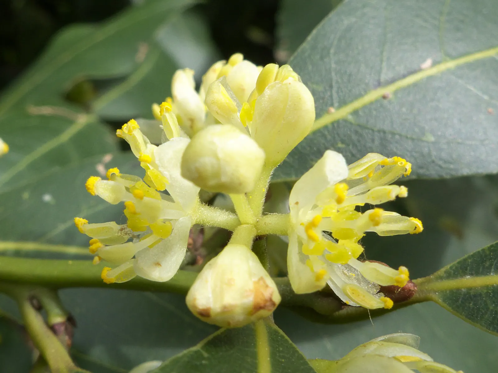 Grecian Laurel (Laurus Nobilis) — commonly known as the Grecian Laurel or Sweet Bay