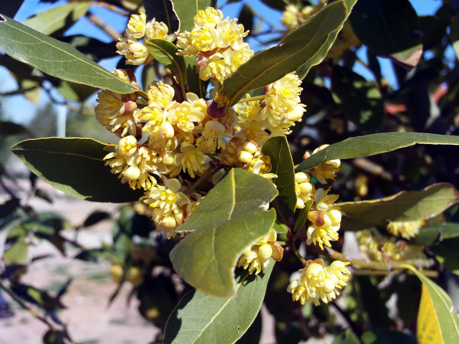 Grecian Laurel (Laurus Nobilis) — commonly utilized in culinary arts; leathery leaves that emit a fragrant aroma when bruised and its ability to thrive in full