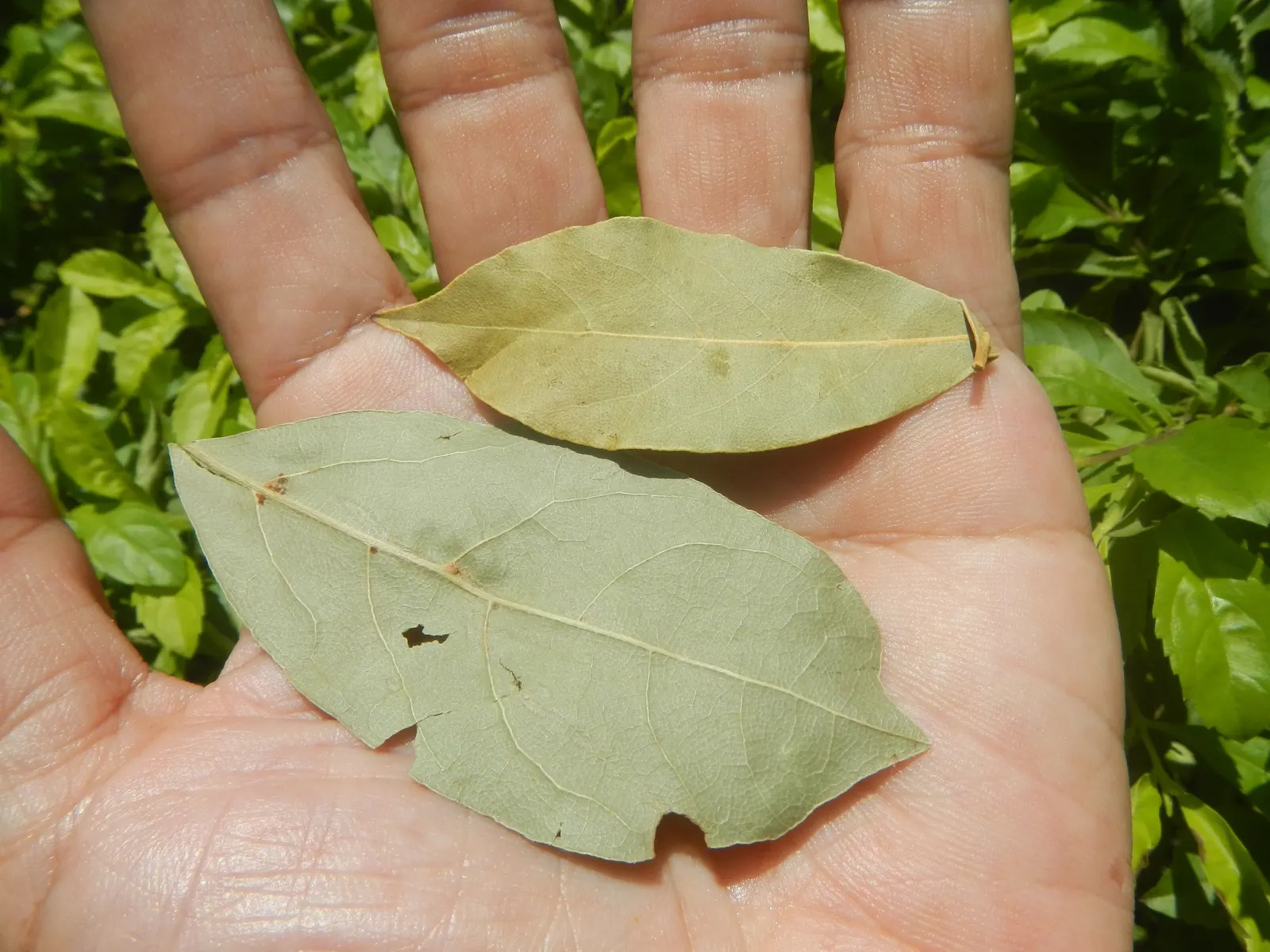 Grecian Laurel (Laurus Nobilis) — showcasing its warmth preference; commonly known as the Grecian Laurel or Sweet Bay, image 80