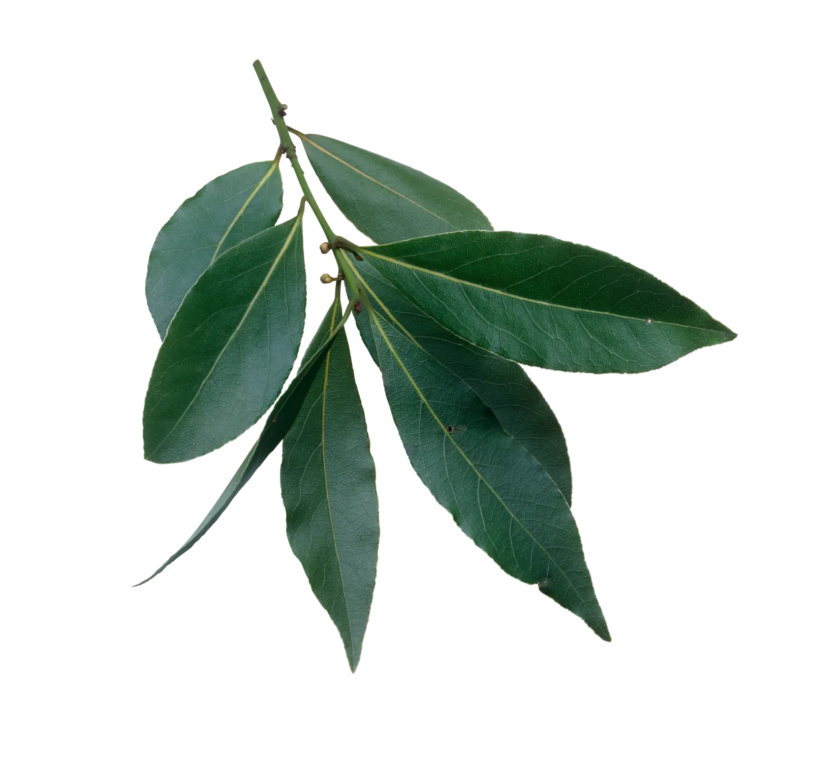 Grecian Laurel (Laurus Nobilis) — In terms of maintenance, pruning is optional but can be utilized to shape the plant or control its size, image 81