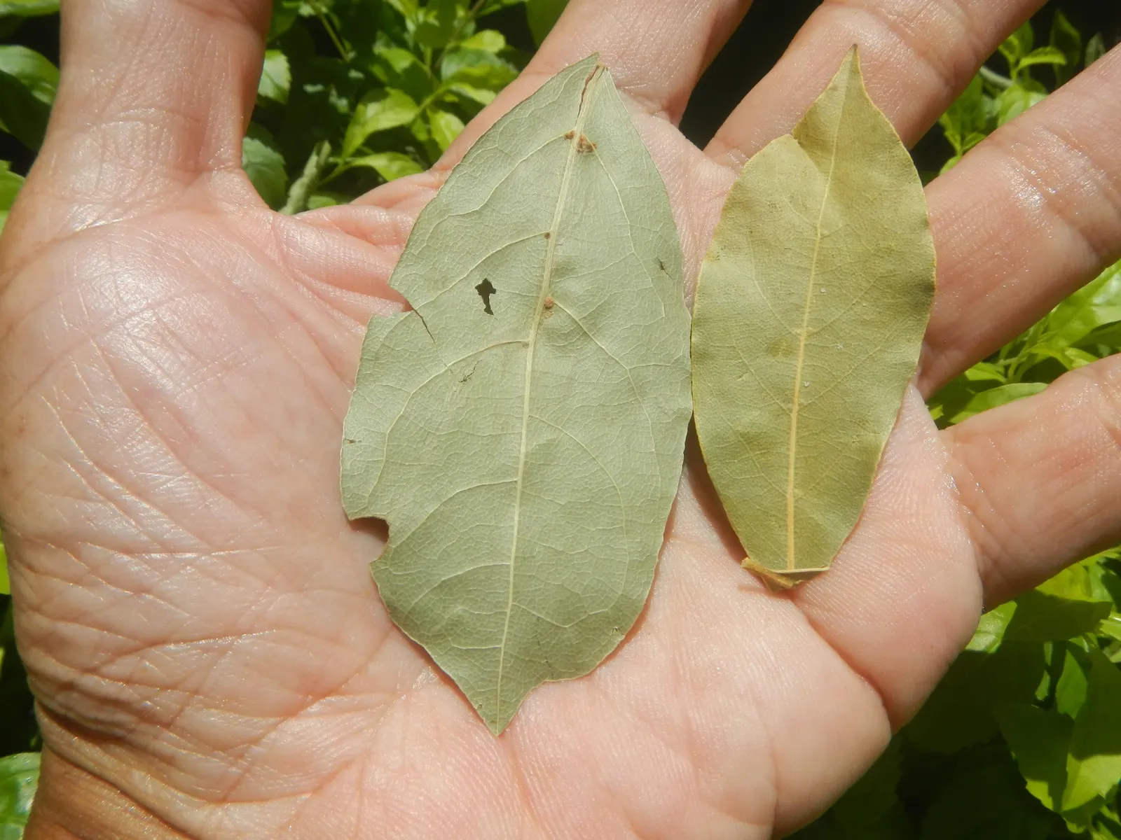 Grecian Laurel (Laurus Nobilis) — Its slow to moderate growth rate allows for a manageable pruning schedule