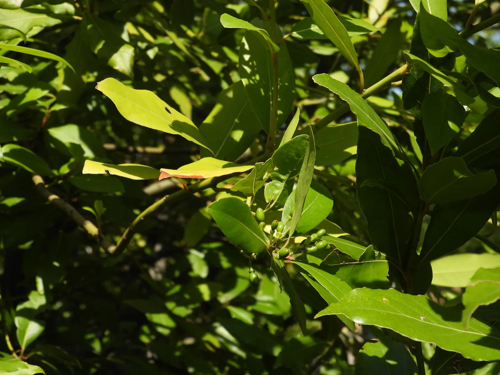 Grecian Laurel (Laurus Nobilis) — showcasing its warmth preference