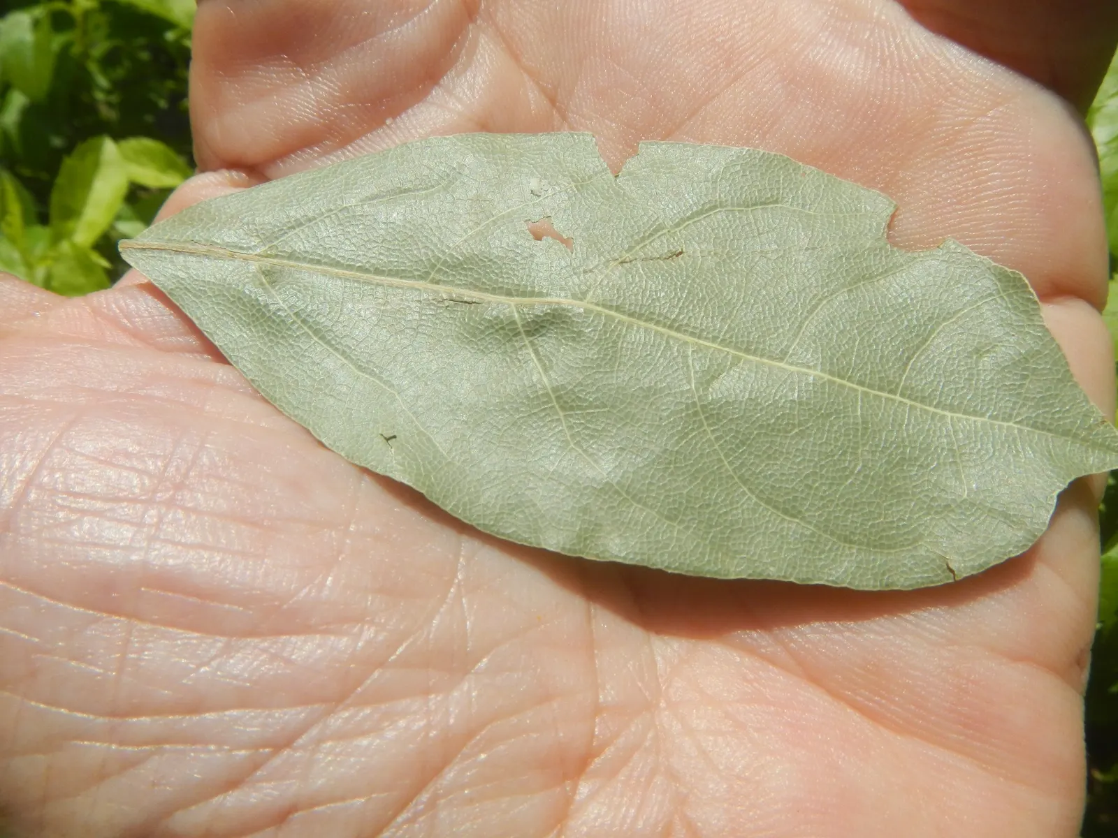 Grecian Laurel (Laurus Nobilis) — the Grecian Laurel requires well-drained soil with a preference for a slightly acidic to neutral pH; in terms of, image 78