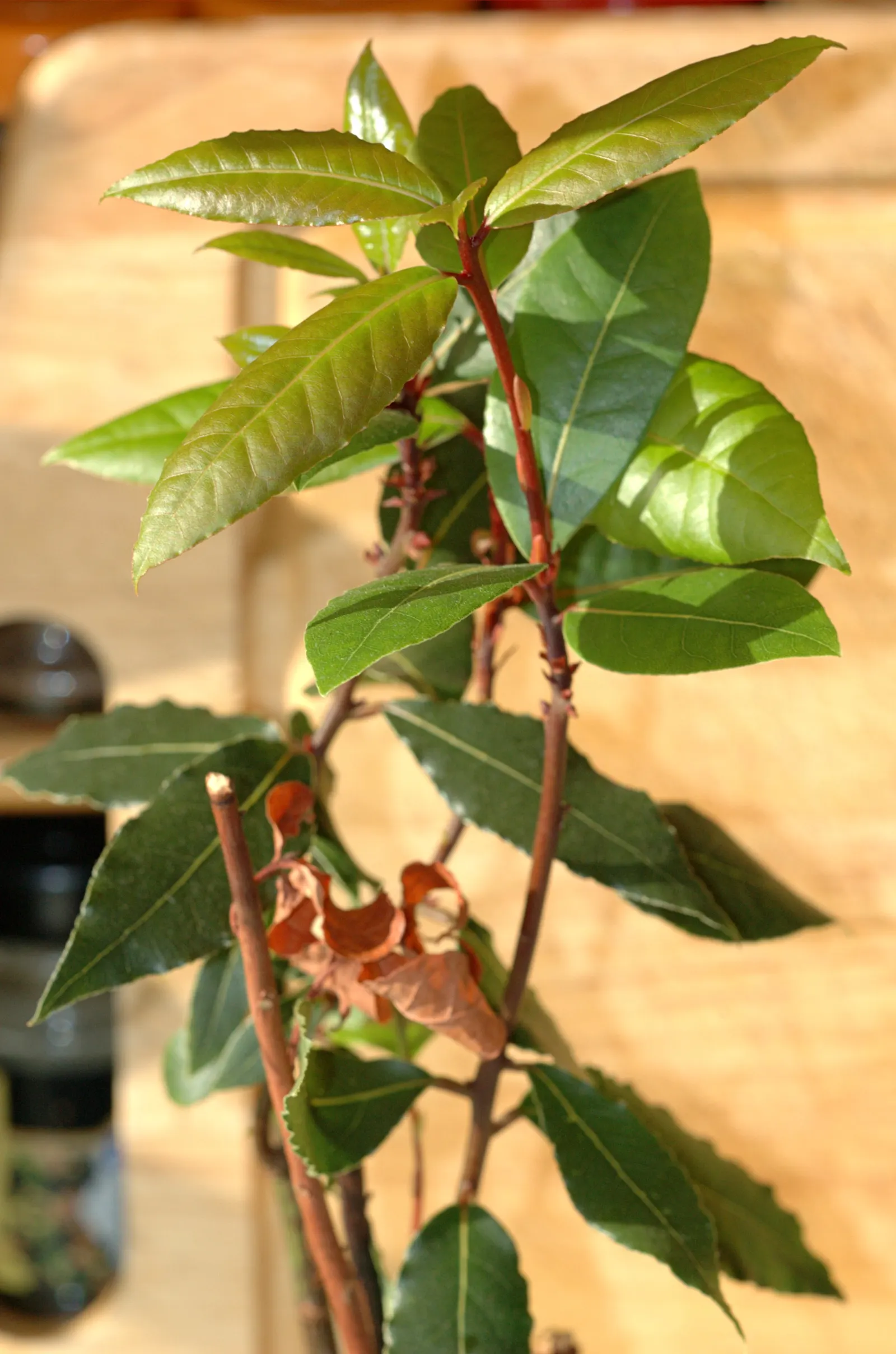 Grecian Laurel (Laurus Nobilis) — creating a focal point or a stately hedge that clients will appreciate for both its beauty and utility; yellow flowers in the