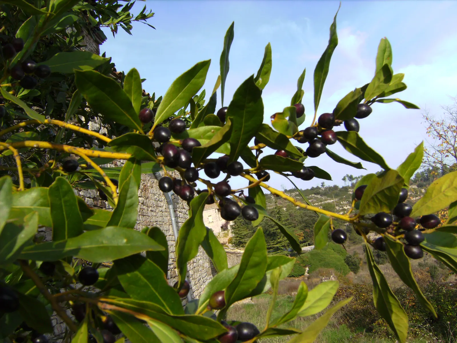 Grecian Laurel (Laurus Nobilis) — yellow flowers in the garden