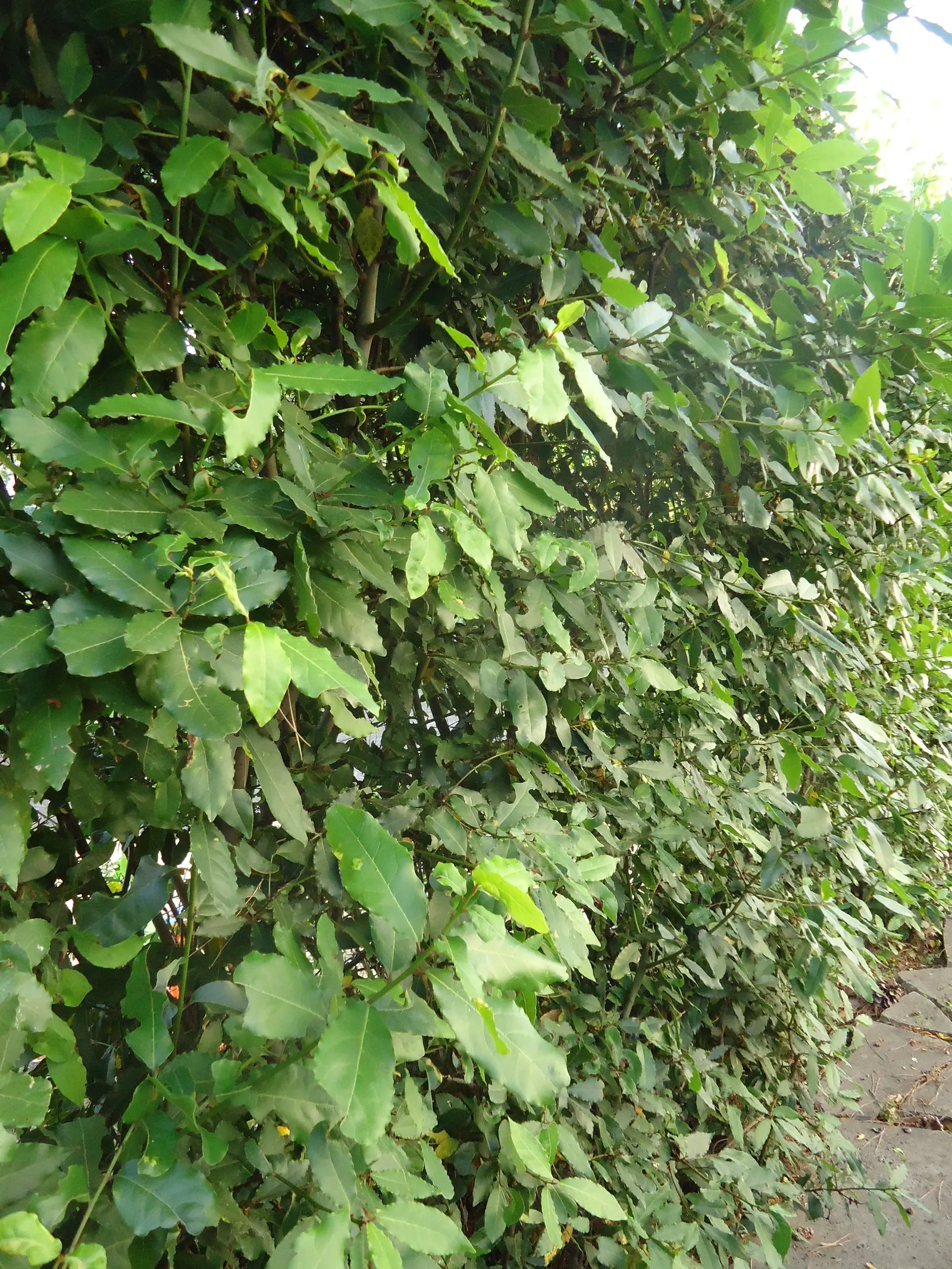Grecian Laurel (Laurus Nobilis) — shrub / tree with yellow blooms; the Grecian Laurel requires well-drained soil with a preference for a slightly, image 87
