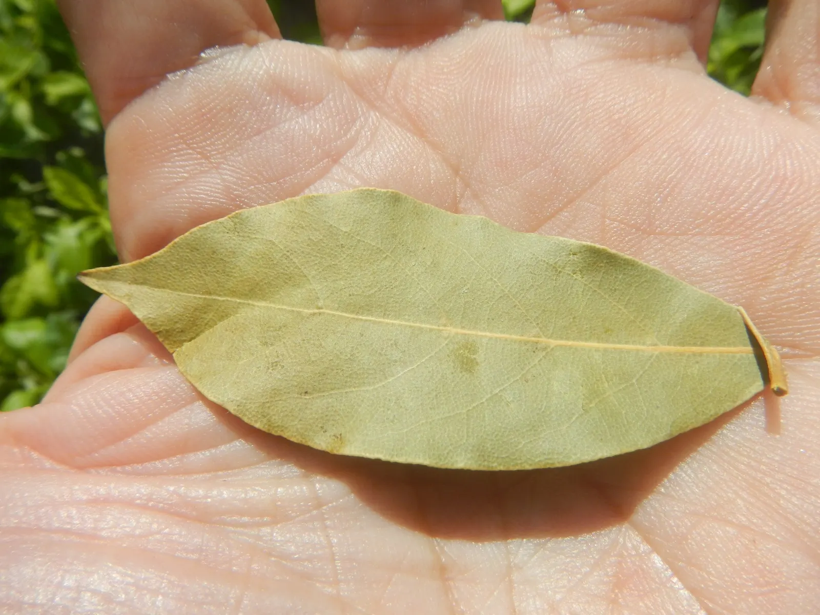 Grecian Laurel (Laurus Nobilis) — symbolizes victory and achievement