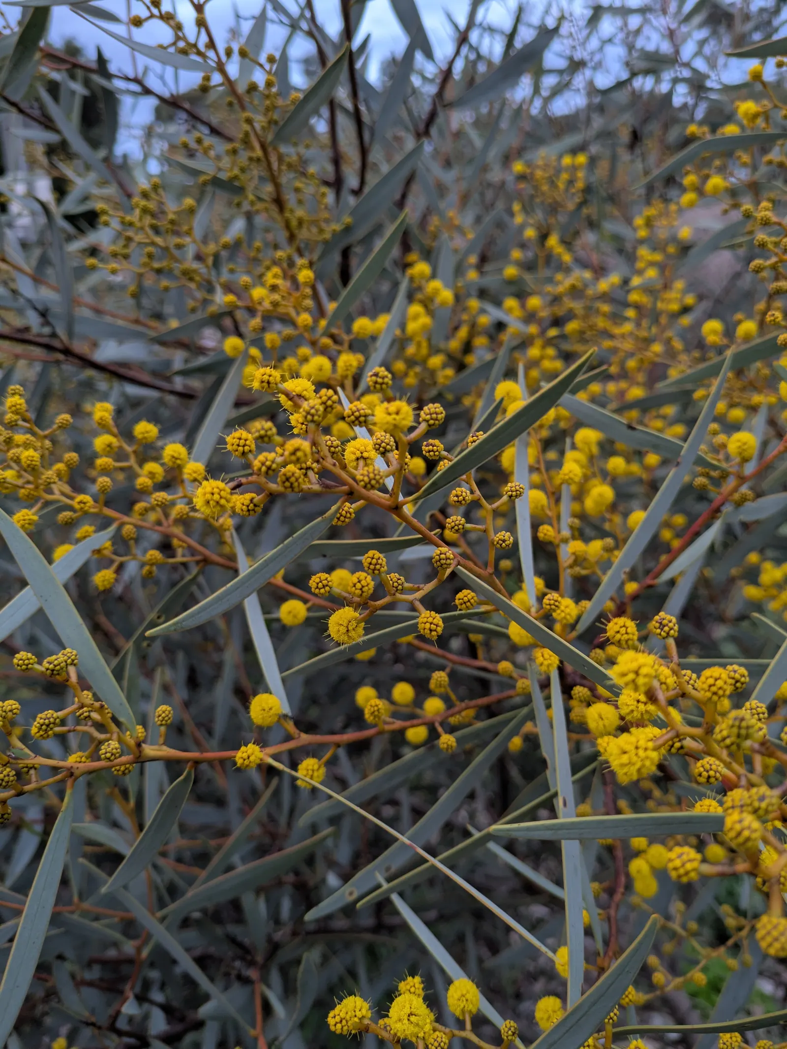 Flinder's Wattle (Acacia Notabilis) — Flinder's Wattle (Acacia notabilis) showcases vibrant yellow blooms in spherical clusters