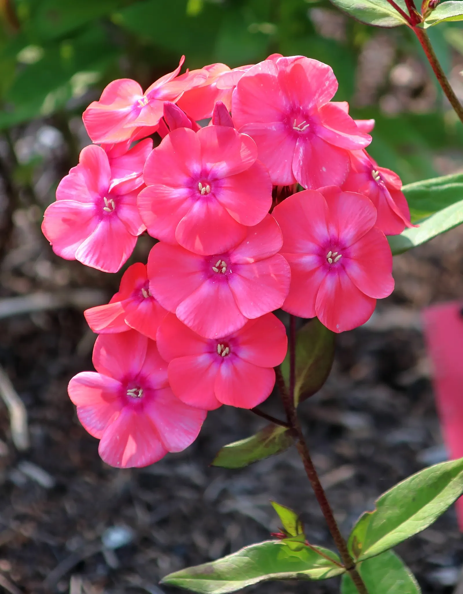 Glamour Girl Phlox (Phlox 'Glamour Girl') — Flourishing in full sun, it reaches 24-36 inches tall with a spread of 18-24 inches