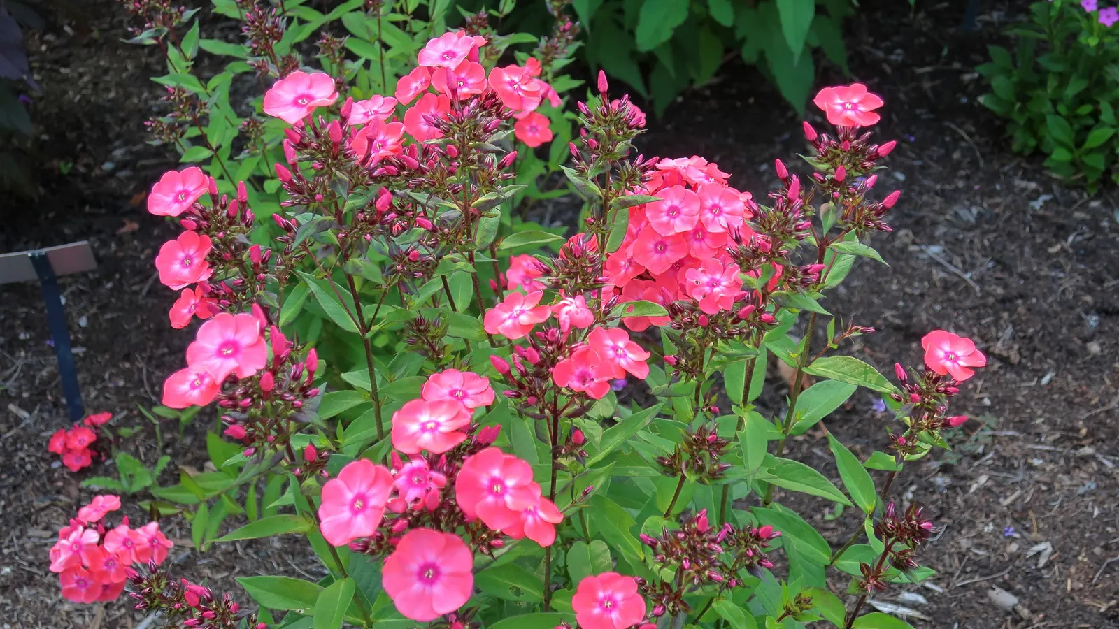 Glamour Girl Phlox (Phlox 'Glamour Girl') — The Phlox 'Glamour Girl' is a vibrant perennial with hot pink flowers atop strong, disease-resistant stems