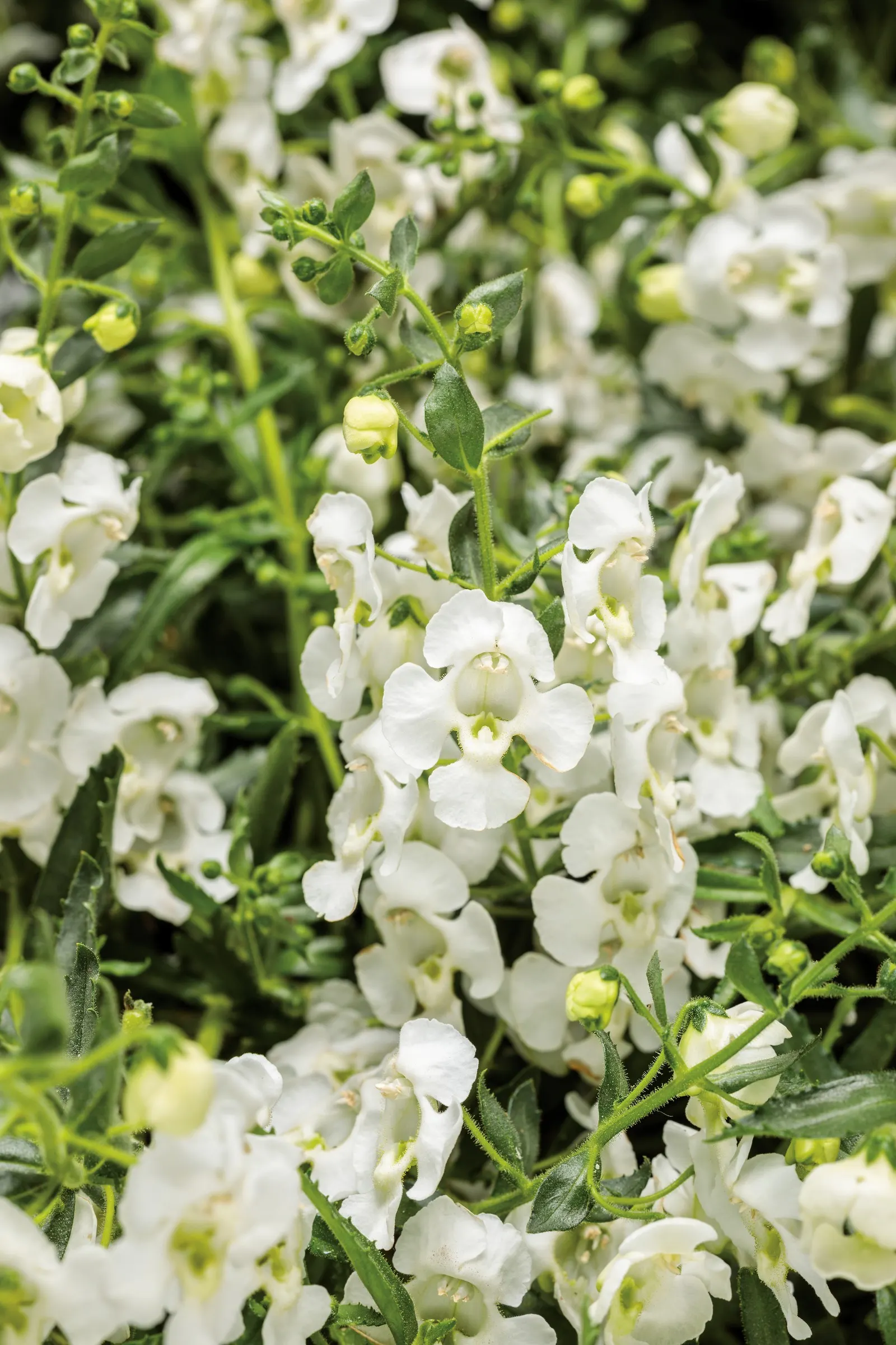 Cascade Snow Summer Snapdragon (Angelonia) — white flowers in the garden