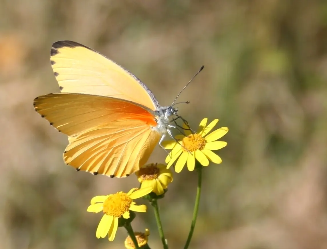 Madagascar Senecio (Senecio Decaryi) — Notable for its drought tolerance and architectural form