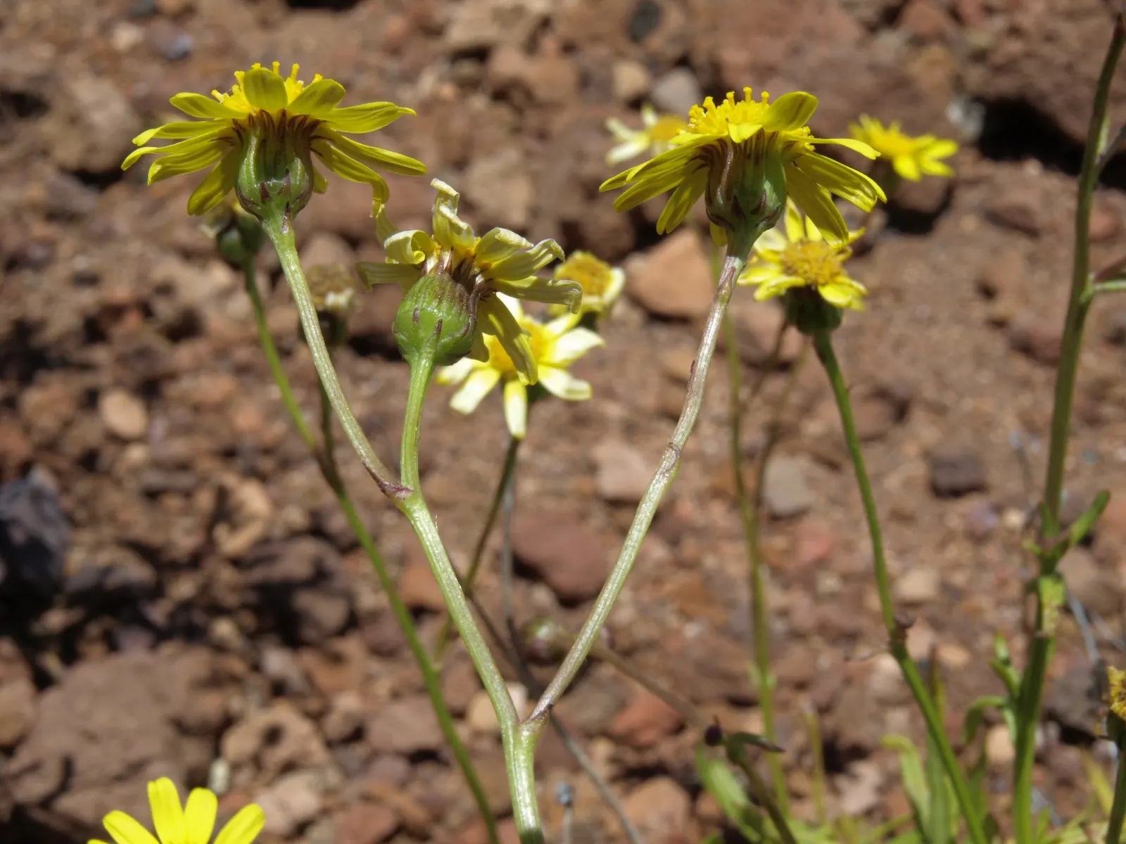 Madagascar Senecio (Senecio Decaryi) — Full sun to partial shade optimizes growth