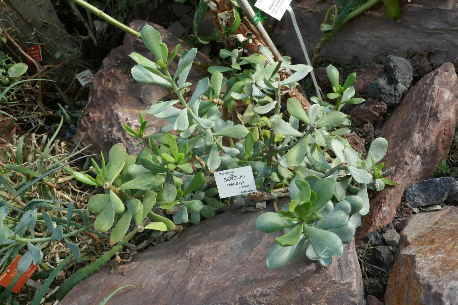 Madagascar Senecio (Senecio Decaryi) — The Madagascar Senecio (Senecio decaryi) presents an exotic flair with its silvery-green
