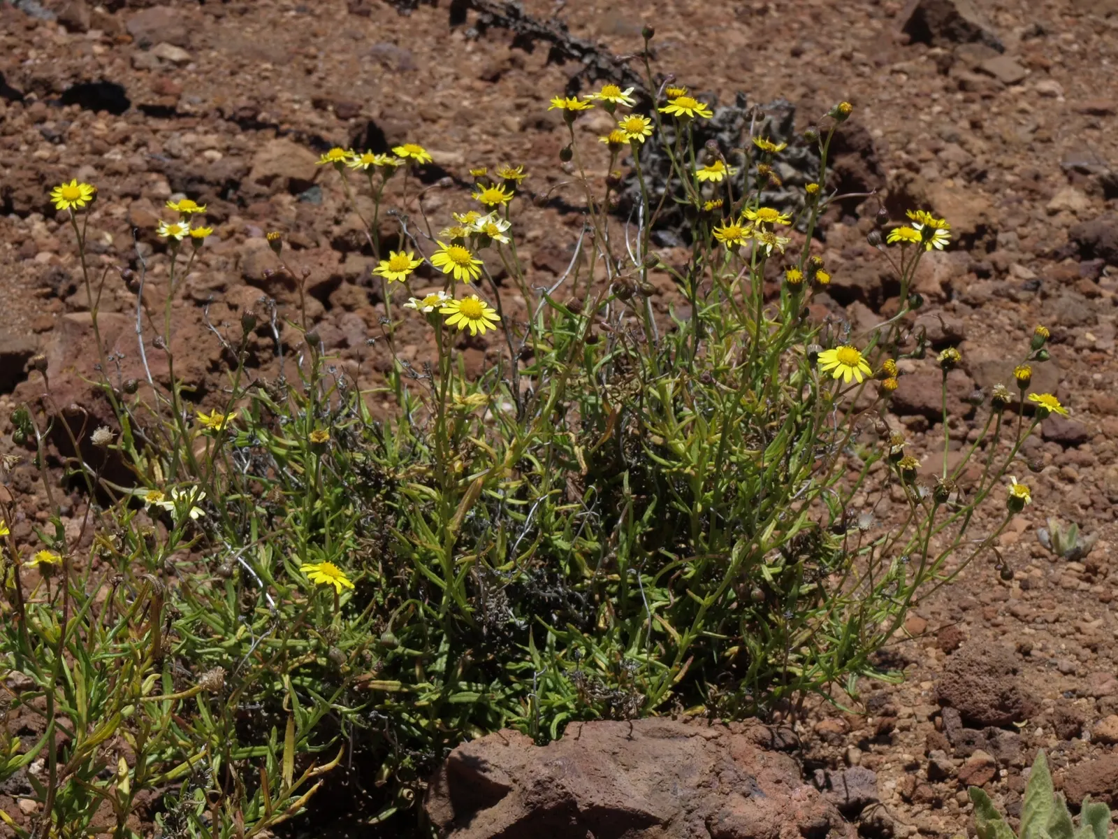 Madagascar Senecio (Senecio Decaryi) — Blooms are yellow disc florets, though infrequent