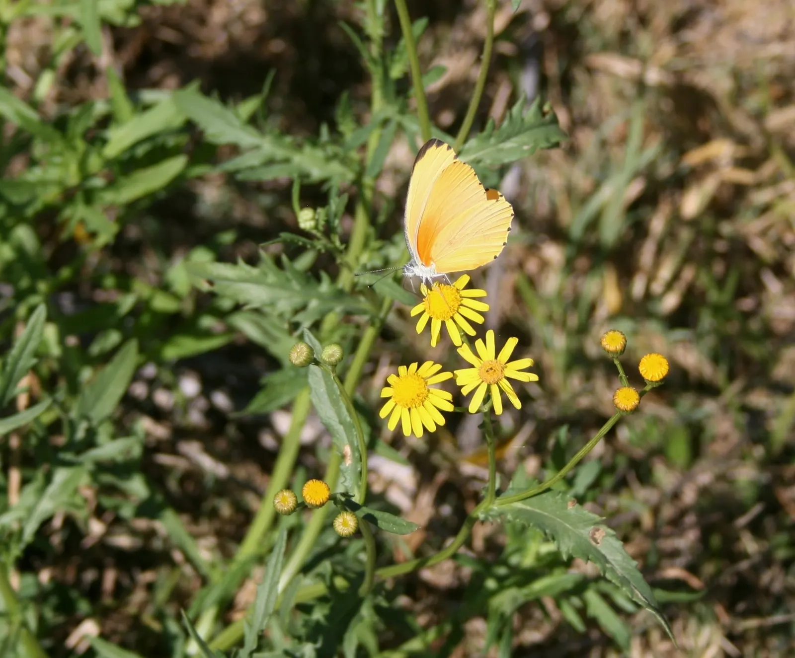 Madagascar Senecio (Senecio Decaryi) — is a distinctive succulent prized for its striking foliage and sculptural form