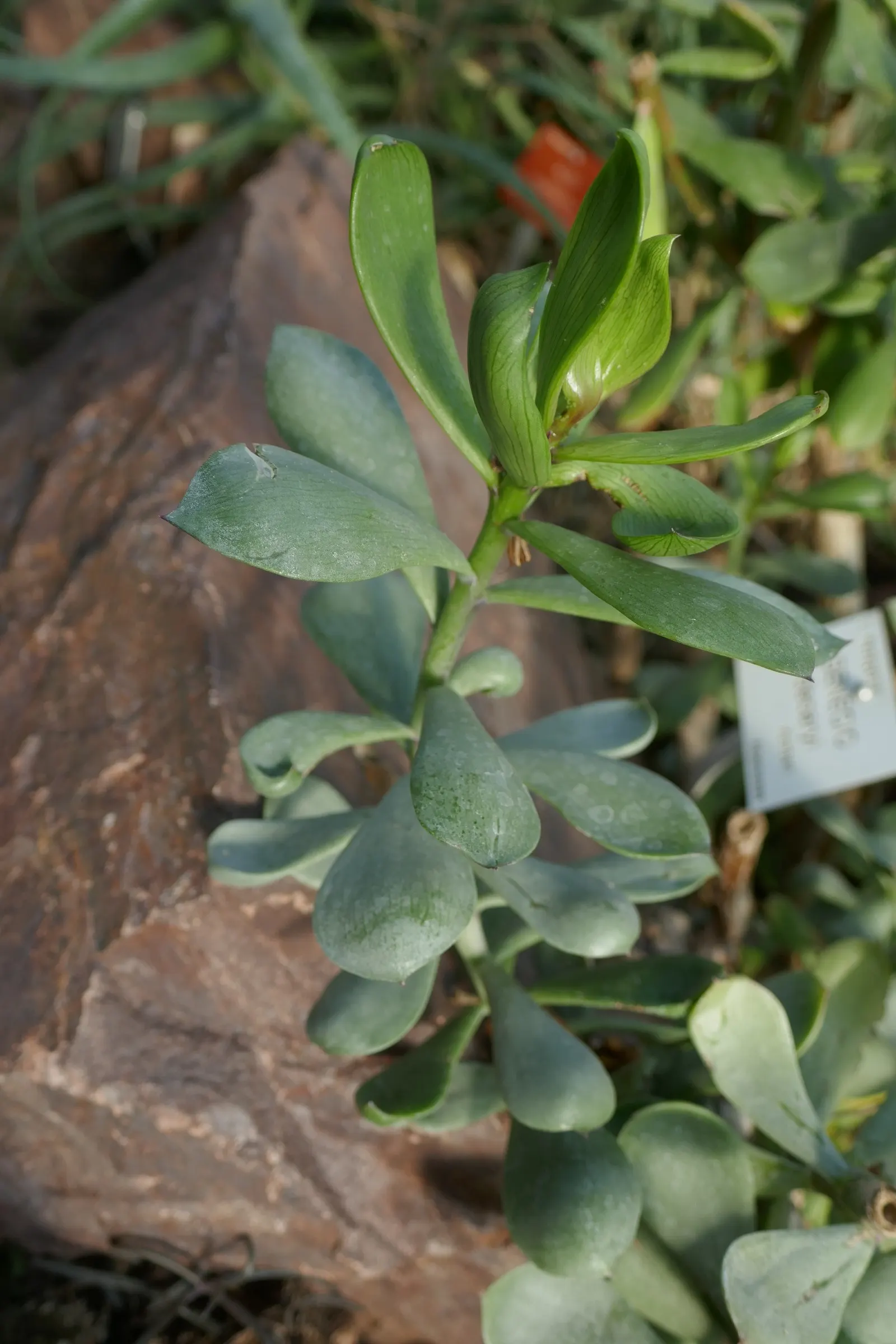 Madagascar Senecio (Senecio Decaryi) — Reaching up to 5-6 feet high, it suits as an accent in warm, dry regions