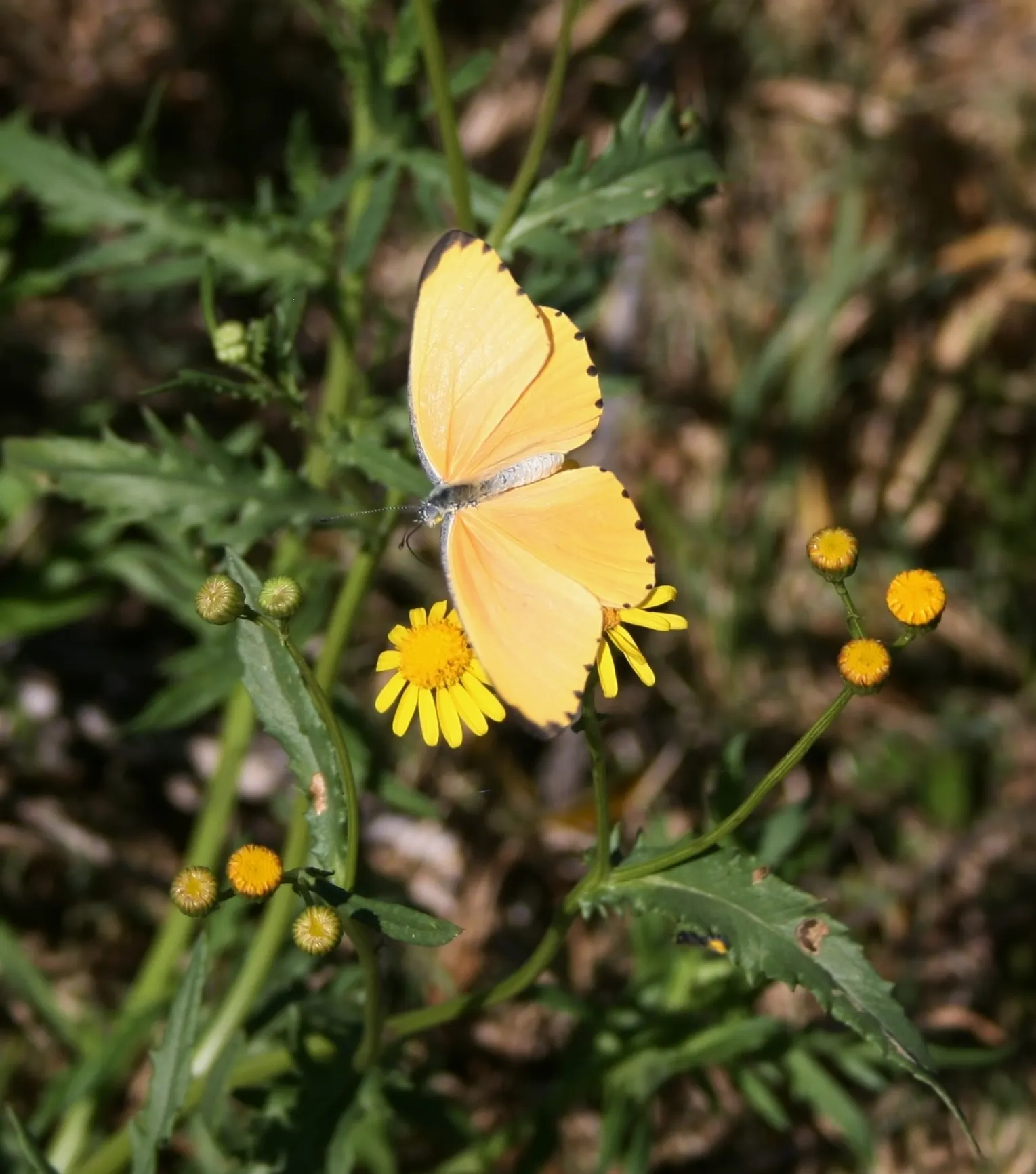 Madagascar Senecio (Senecio Decaryi) — Shelter from frost is essential