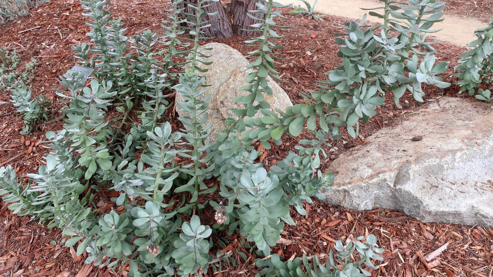 Madagascar Senecio (Senecio Decaryi) — Perfect for xeriscaping, it thrives in well-drained soil and requires minimal water once established
