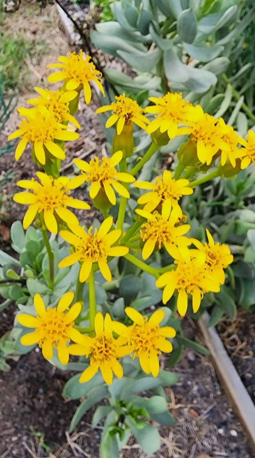 Madagascar Senecio (Senecio Decaryi) — scientifically named Senecio decaryi