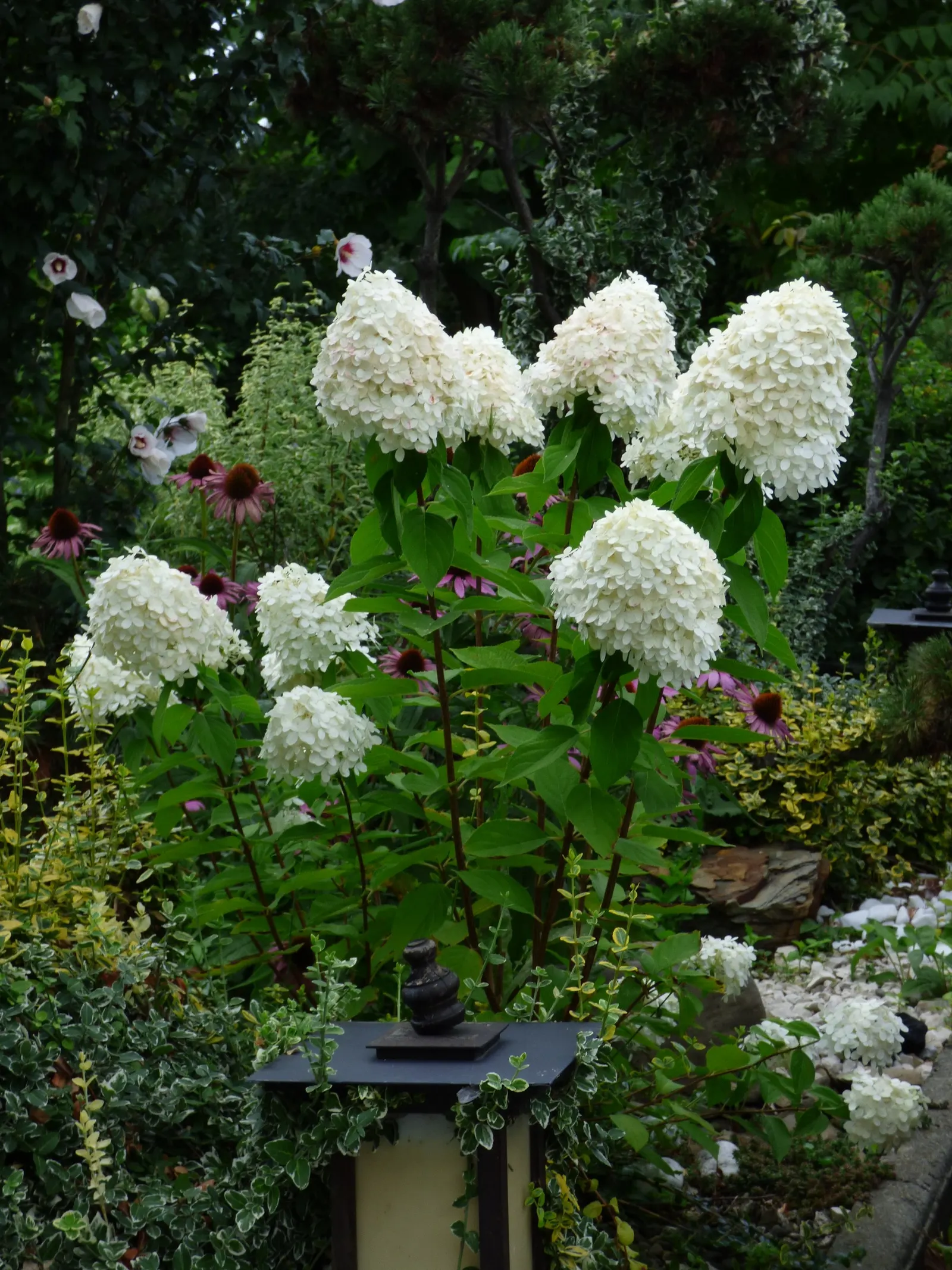 Peegee Hydrangea (Hydrangea Paniculata 'Grandiflora') — this plant flourishes in USDA Hardiness Zones 3 through 8; this cold-hardy plant is ideal for borders