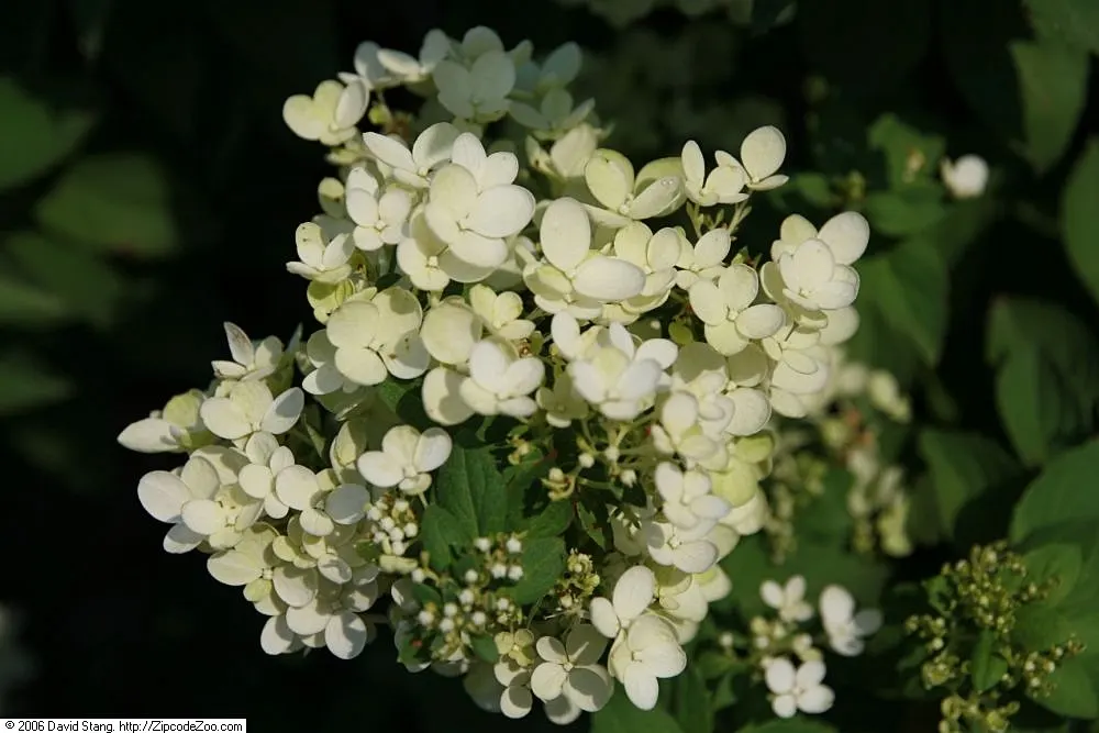 Peegee Hydrangea (Hydrangea Paniculata 'Grandiflora') — Maturing at 10-20 feet in height with a similar spread, it adds vertical interest to gardens; offering