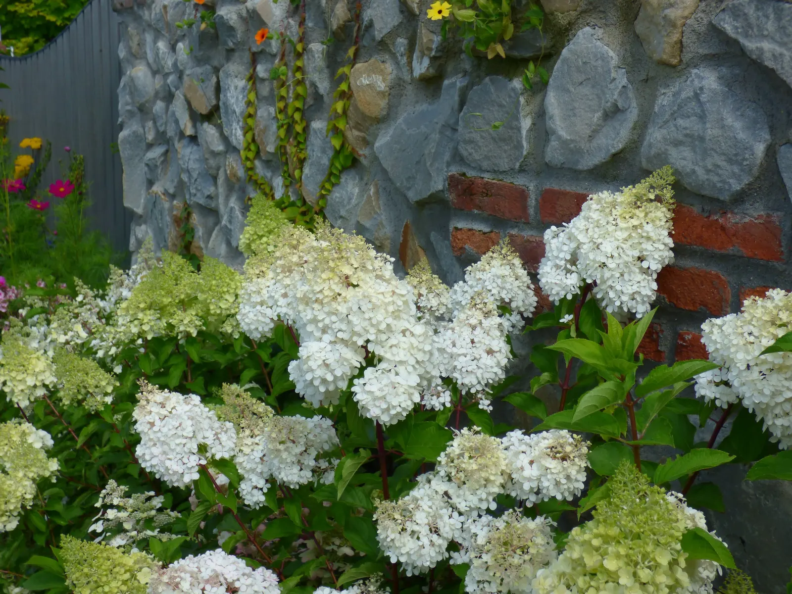 Peegee Hydrangea (Hydrangea Paniculata 'Grandiflora') — the Peegee Hydrangea demands attention with its voluminous white flower clusters; requiring a minimum