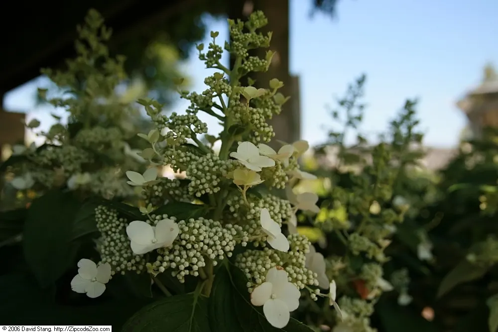 Peegee Hydrangea (Hydrangea Paniculata 'Grandiflora') — the Peegee Hydrangea demands attention with its voluminous white flower clusters; requiring, image 50