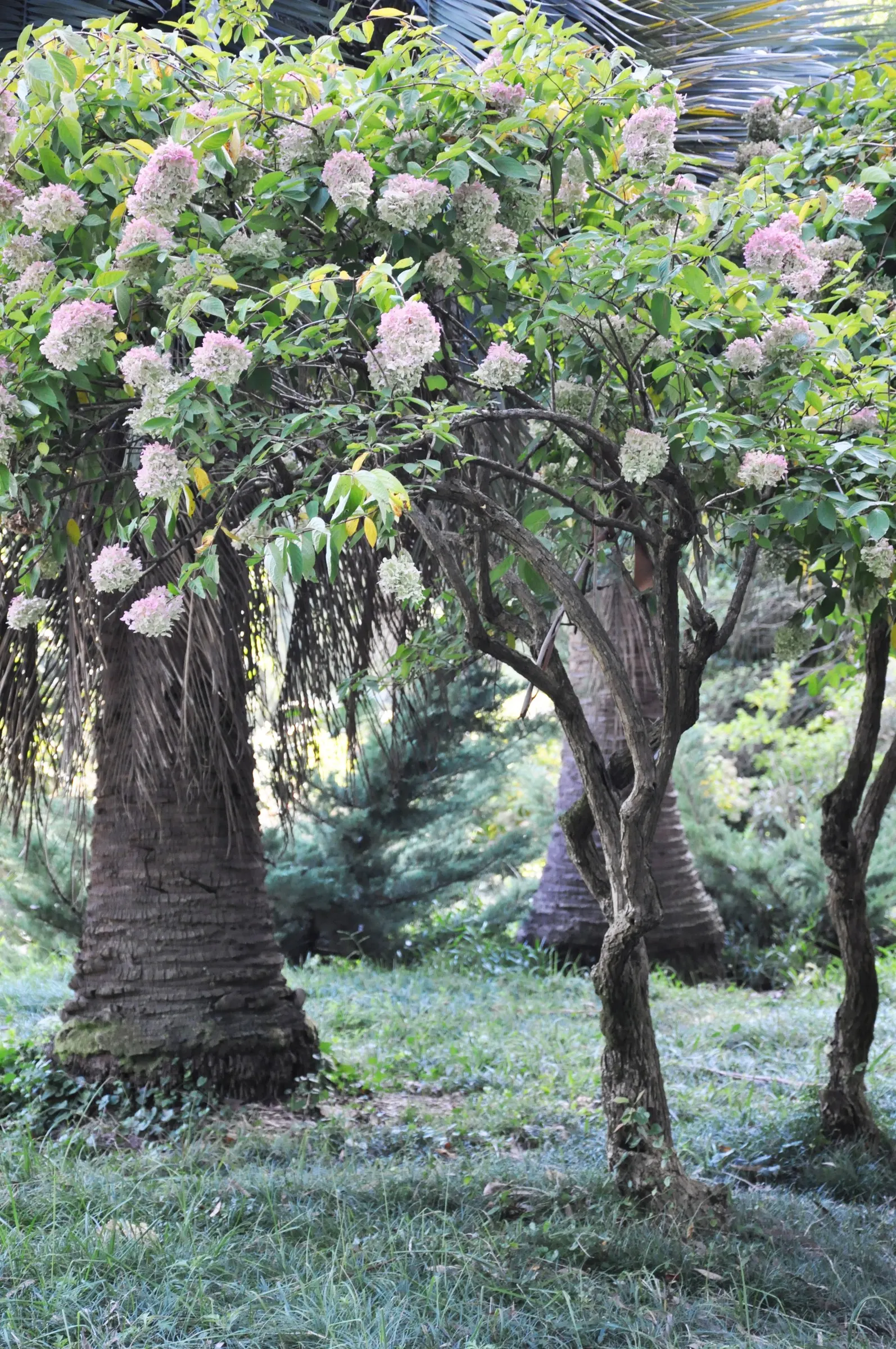 Peegee Hydrangea (Hydrangea Paniculata 'Grandiflora') — A well-draining soil rich in organic matter will both support its growth and ensure optimal, image 54